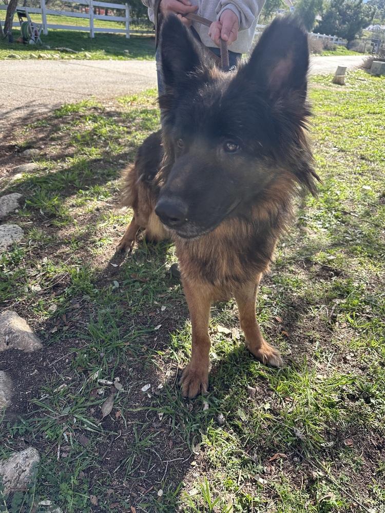 Enlarge Mona, a Adoptable German Shepherd Dog in Pasadena, CA image 5/6