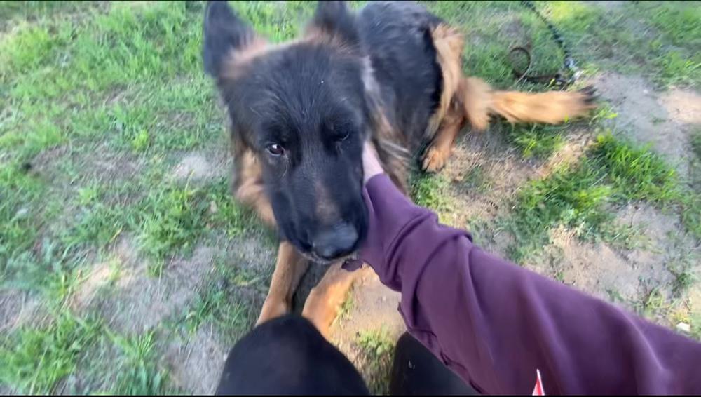 Enlarge Mona, a Adoptable German Shepherd Dog in Pasadena, CA image 6/6