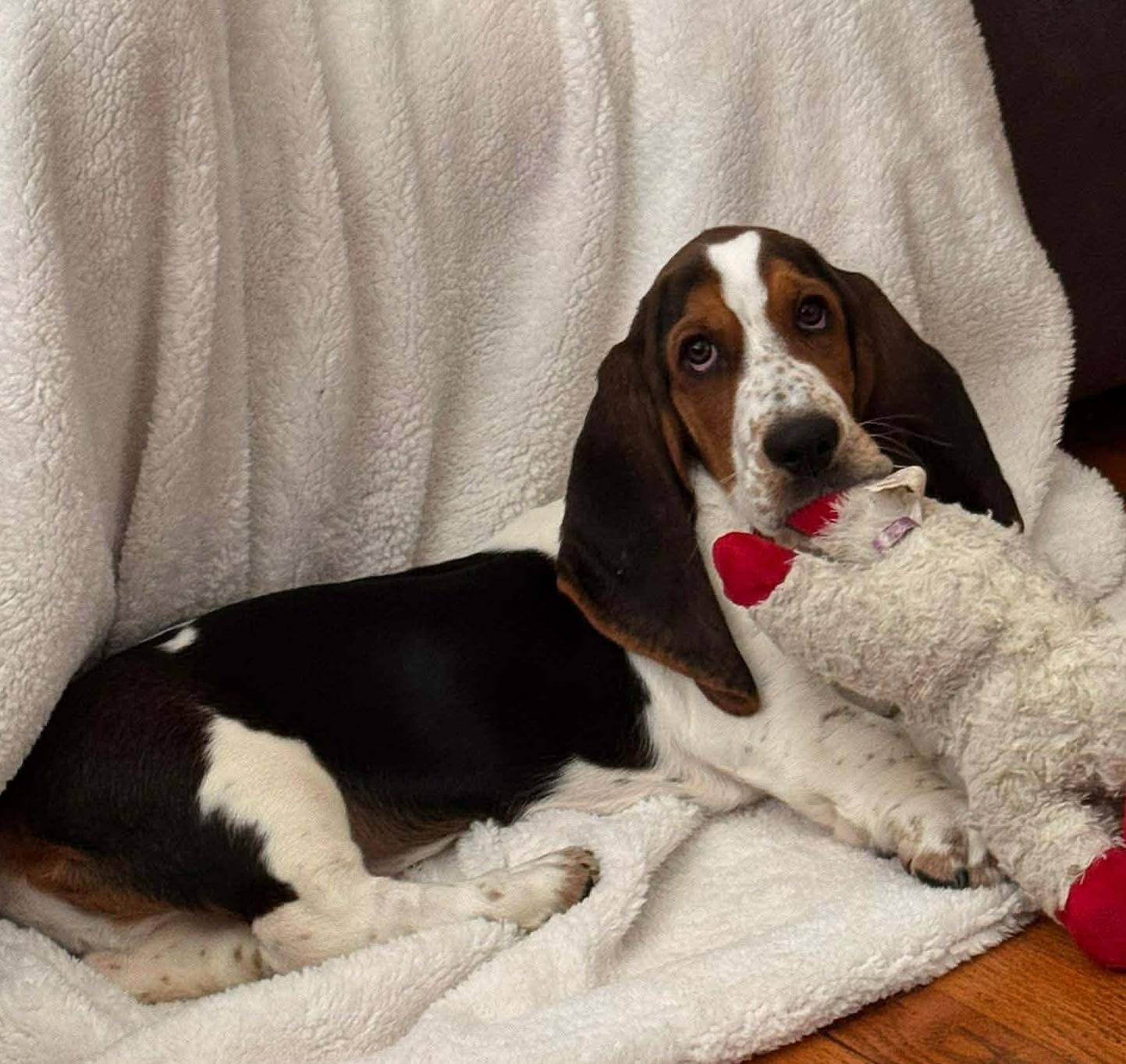 Benny, an adopted mixed breed in Hopkinton, MA image 3/5