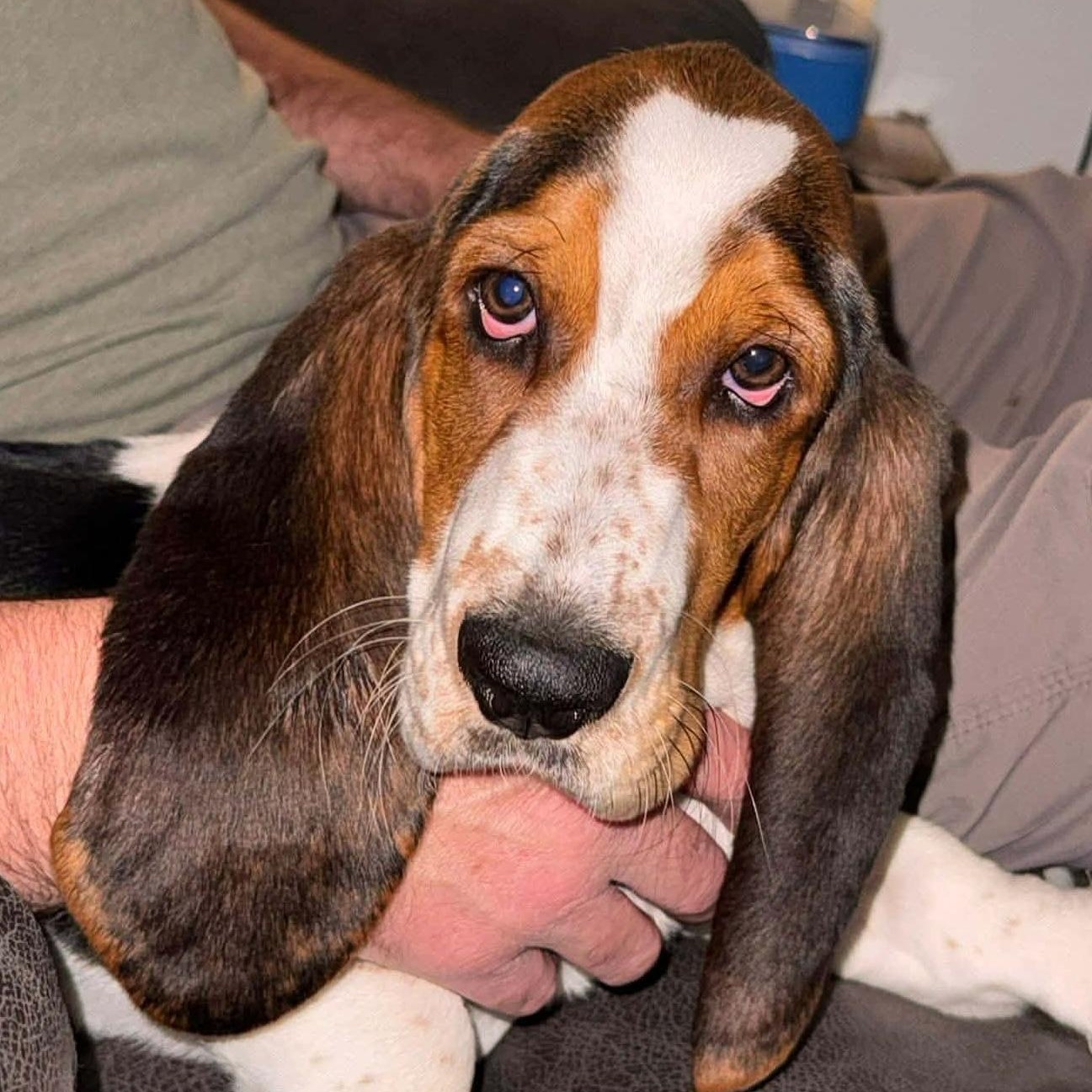 Benny, an adopted mixed breed in Hopkinton, MA image 1/5