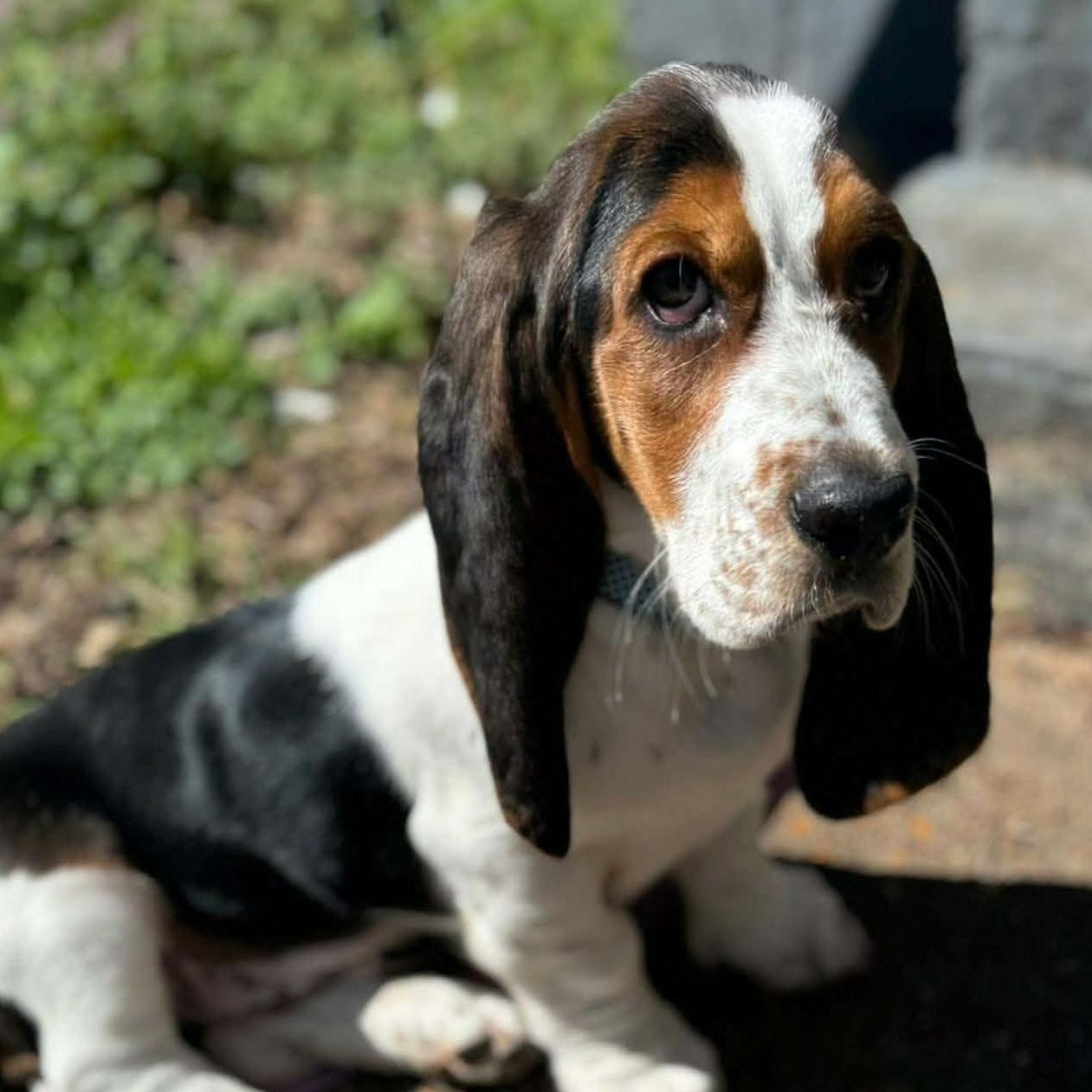 Benny, an adopted mixed breed in Hopkinton, MA image 2/5