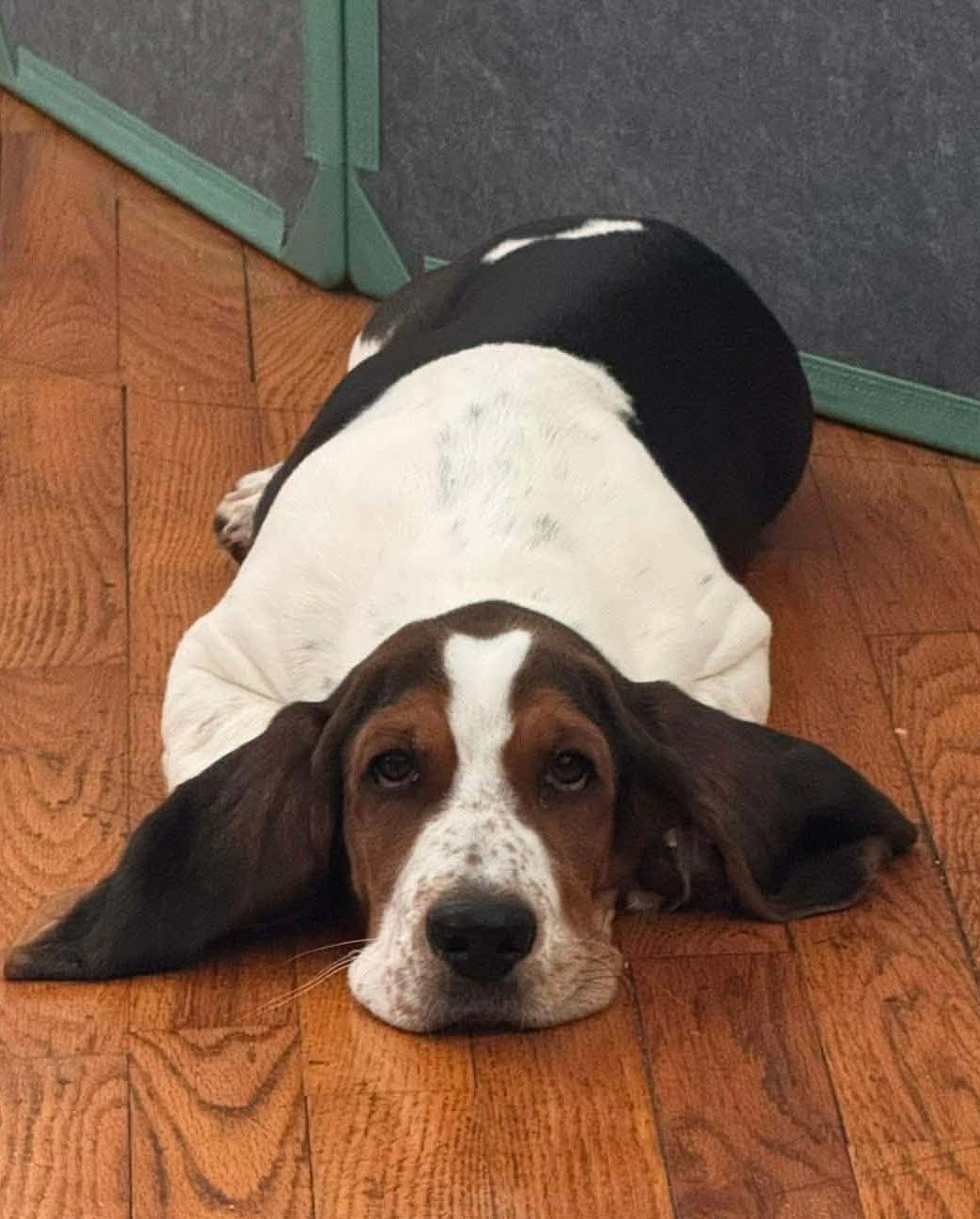 Benny, an adopted mixed breed in Hopkinton, MA image 5/5
