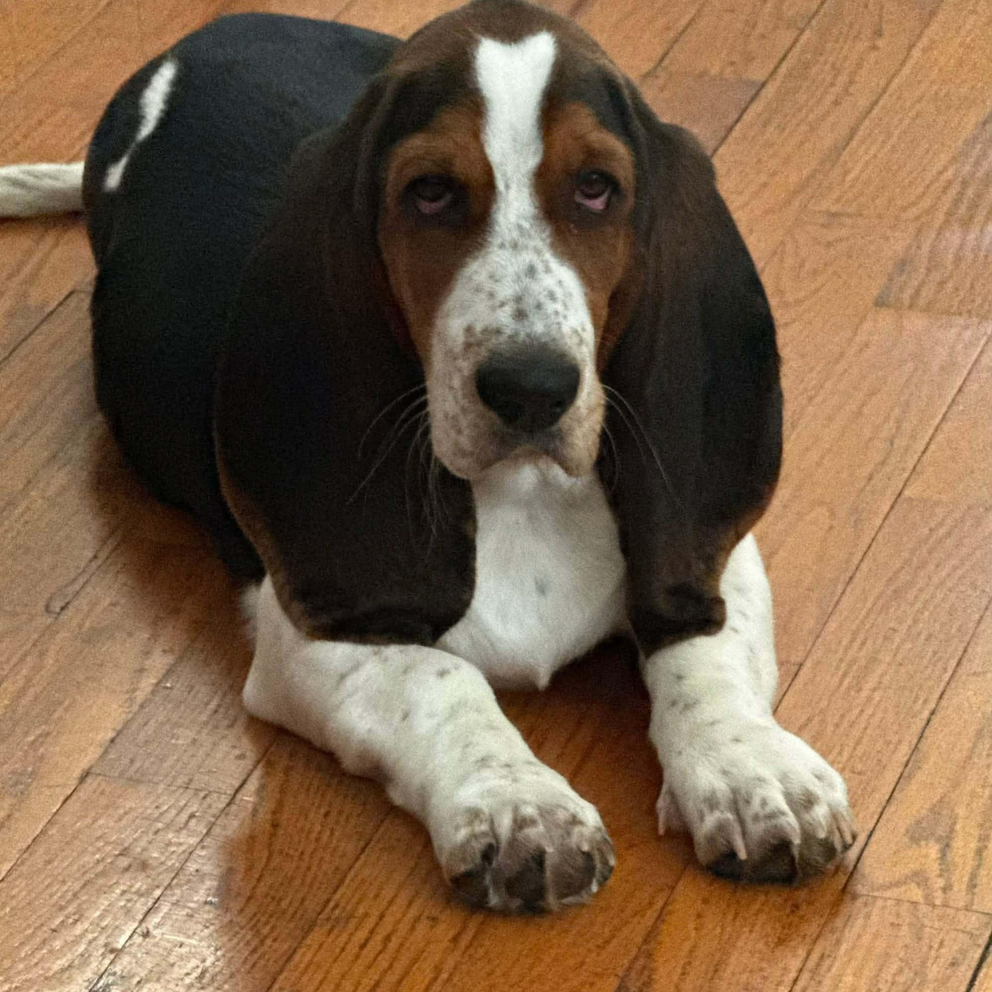Benny, an adopted mixed breed in Hopkinton, MA image 4/5