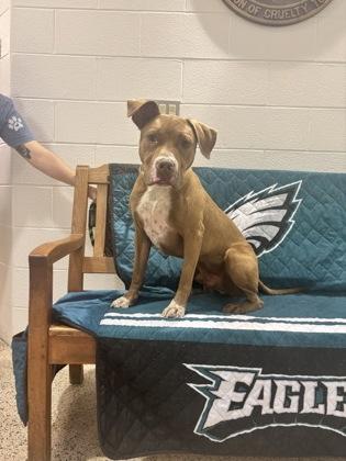 Enlarge Buddy, a Adoptable Pit Bull Terrier in Philadelphia, PA image 2/2