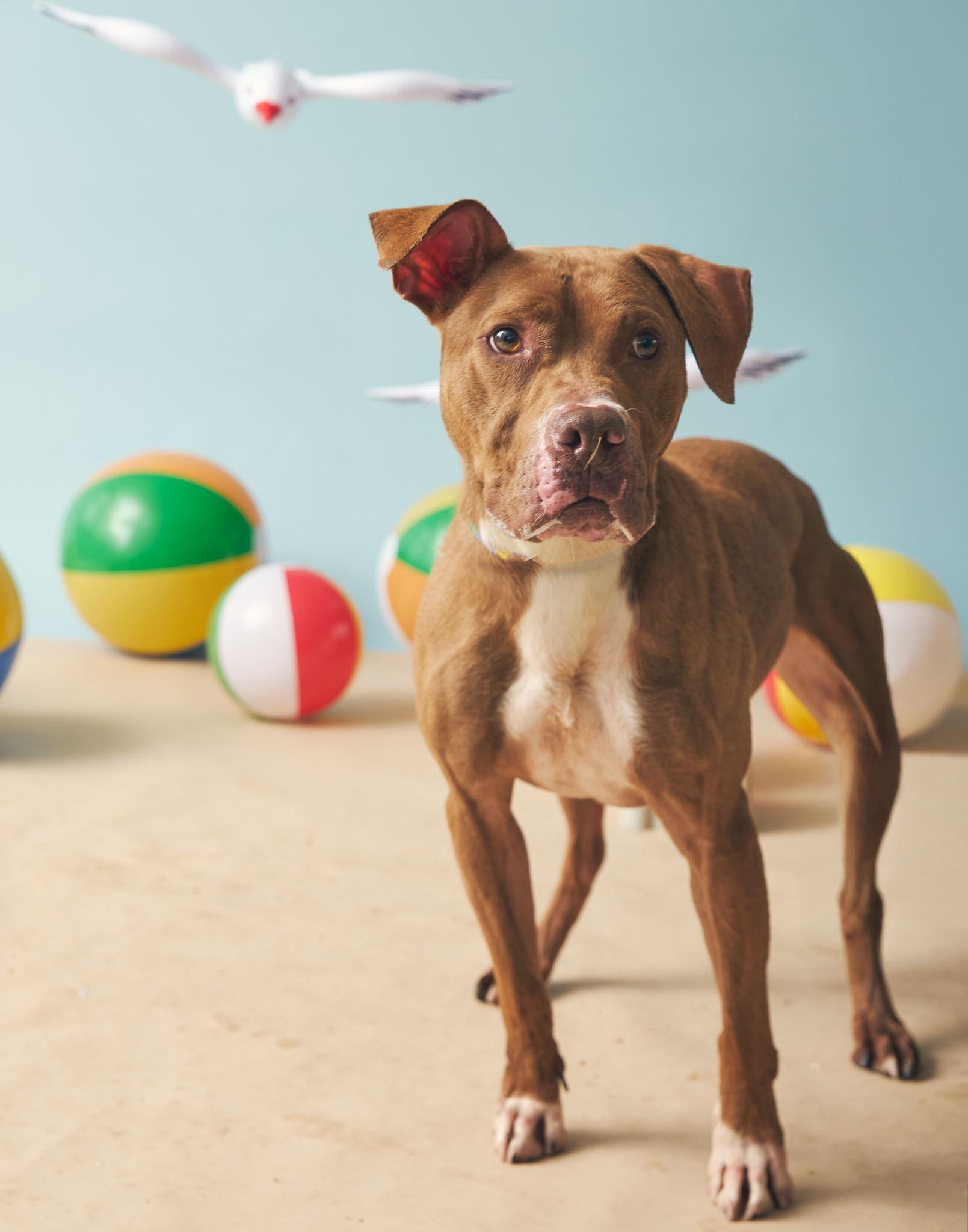 Enlarge Buddy, a Adoptable Pit Bull Terrier in Philadelphia, PA image 1/2