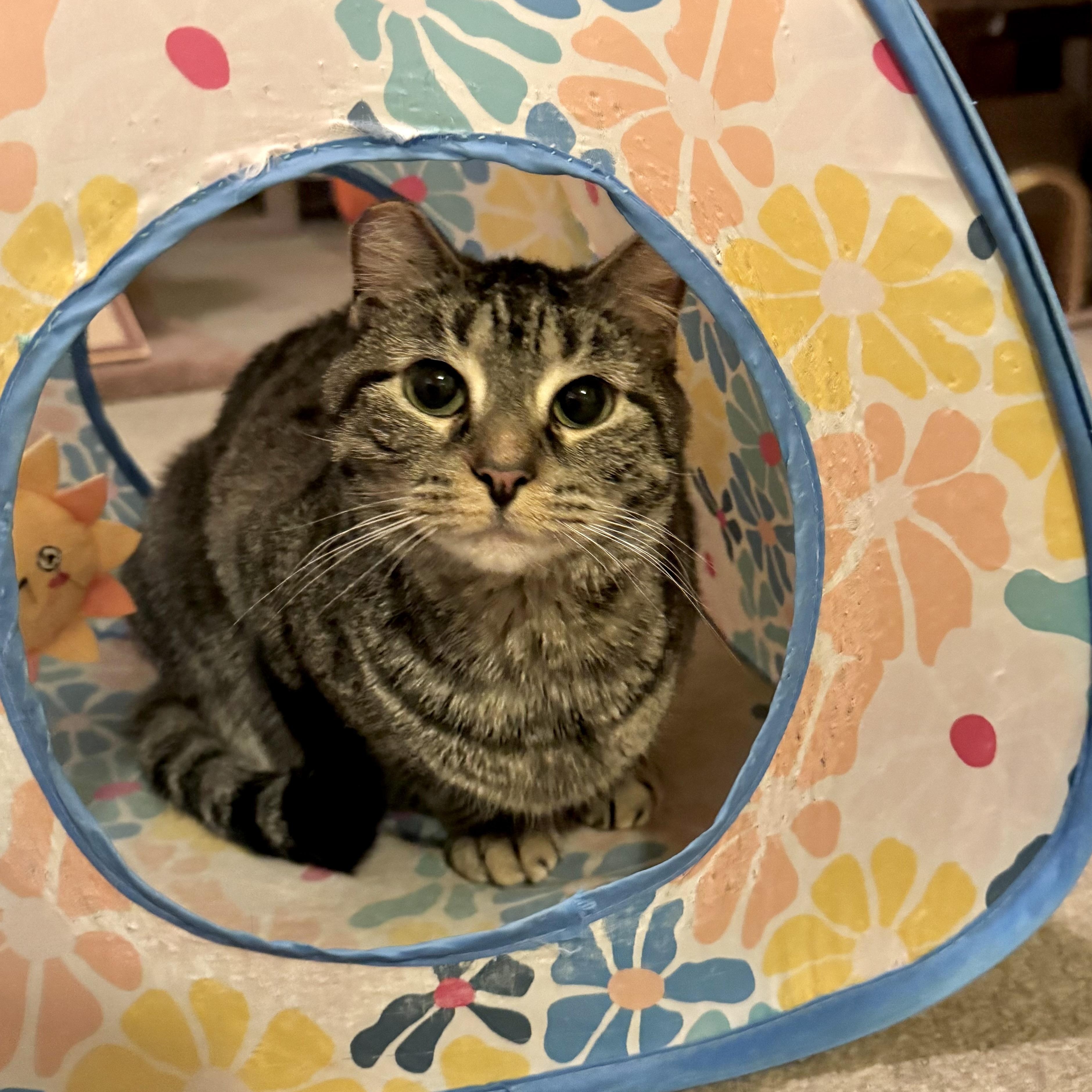 Enlarge Gracie, a Adoptable Domestic Short Hair in North Tonawanda, NY image 6/6