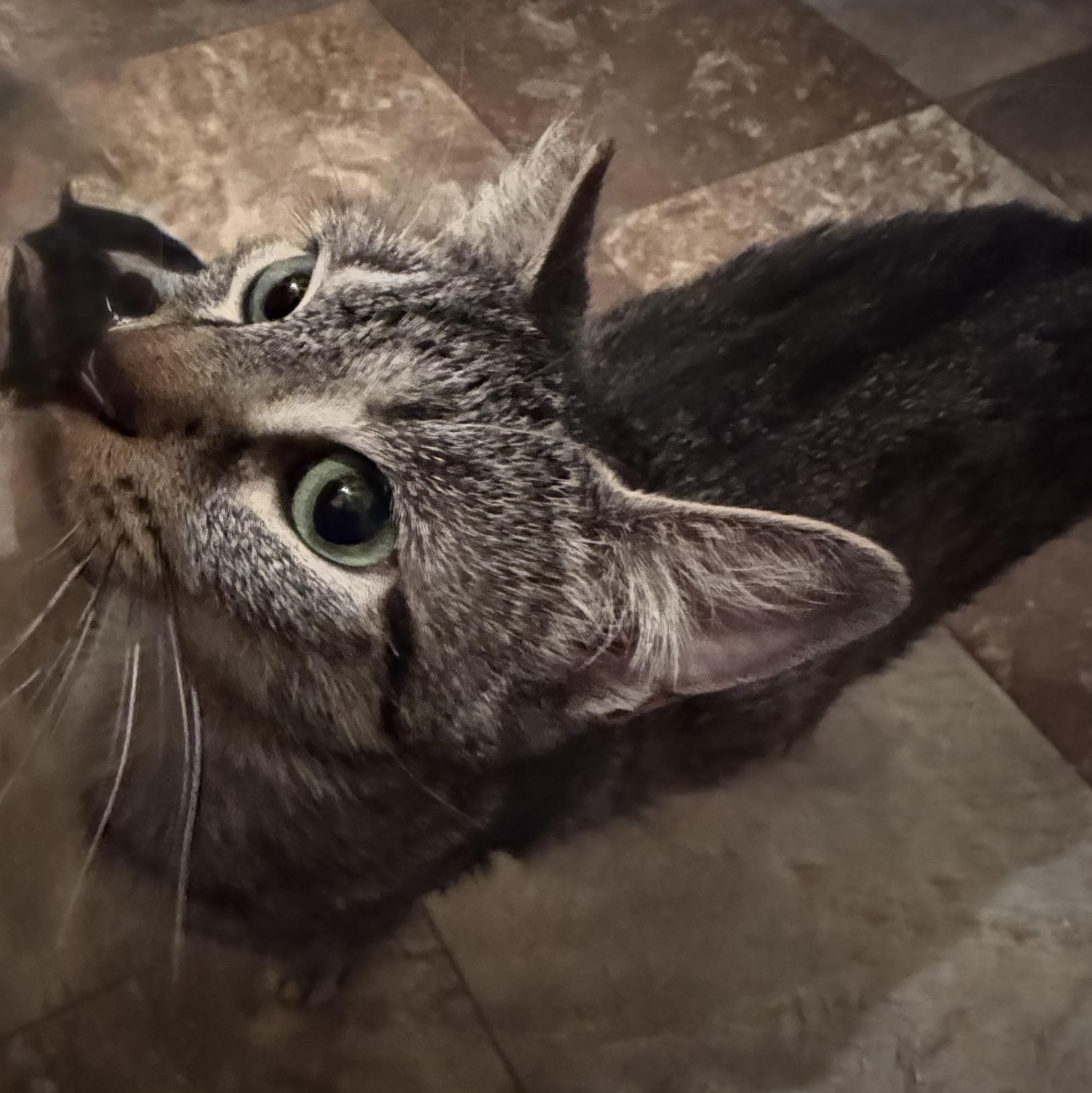 Enlarge Gracie, a Adoptable Domestic Short Hair in North Tonawanda, NY image 2/6