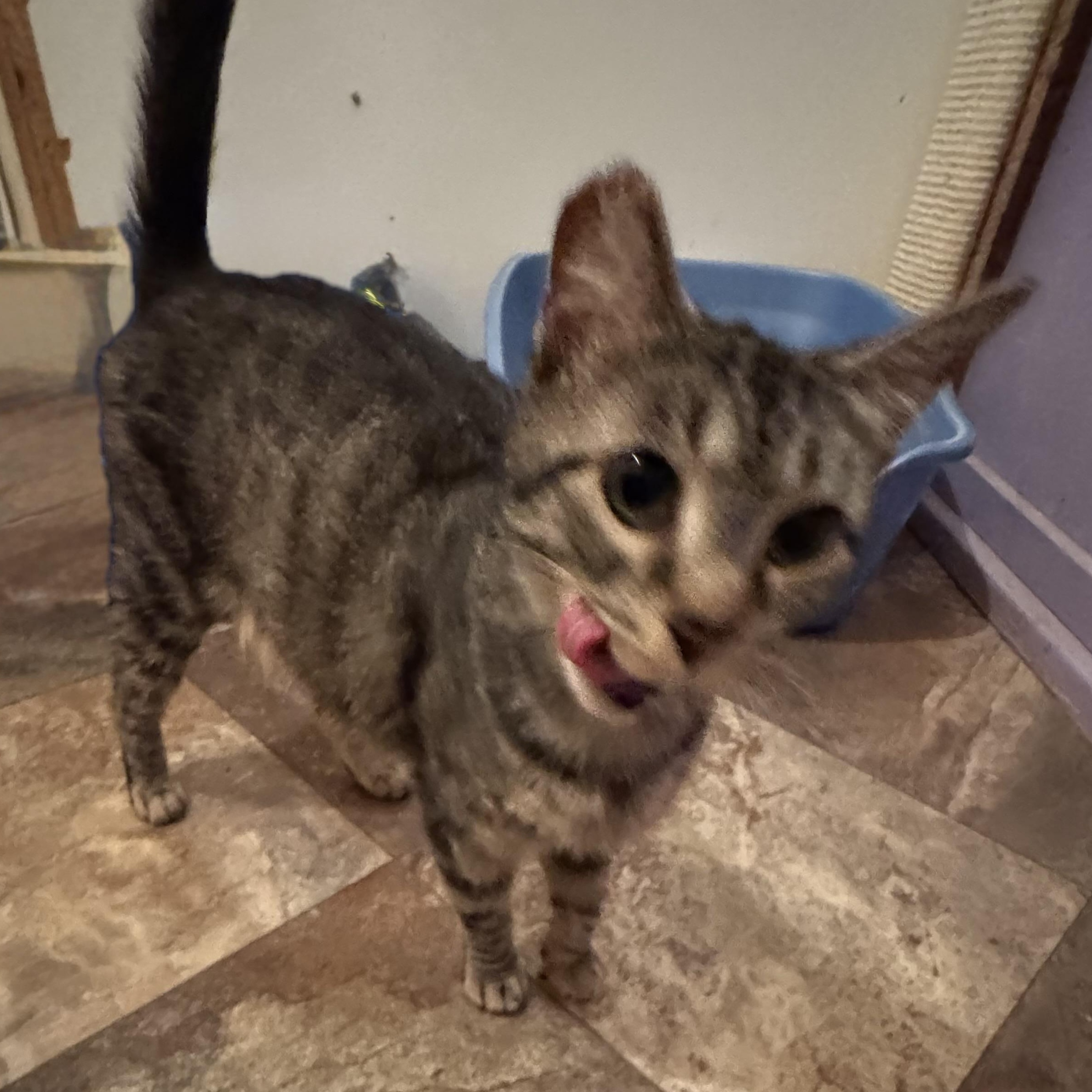 Enlarge Gracie, a Adoptable Domestic Short Hair in North Tonawanda, NY image 3/6