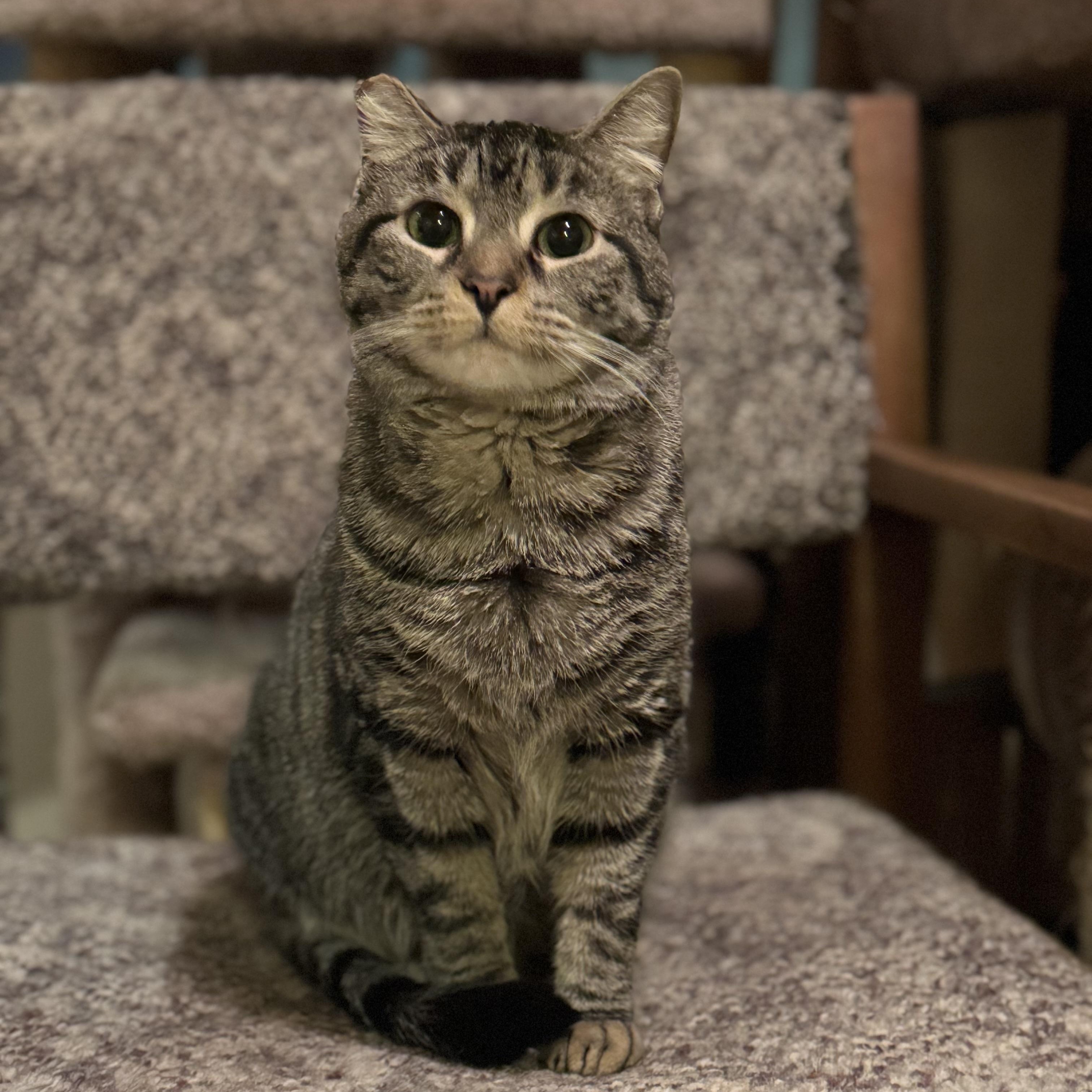 Enlarge Gracie, a Adoptable Domestic Short Hair in North Tonawanda, NY image 5/6