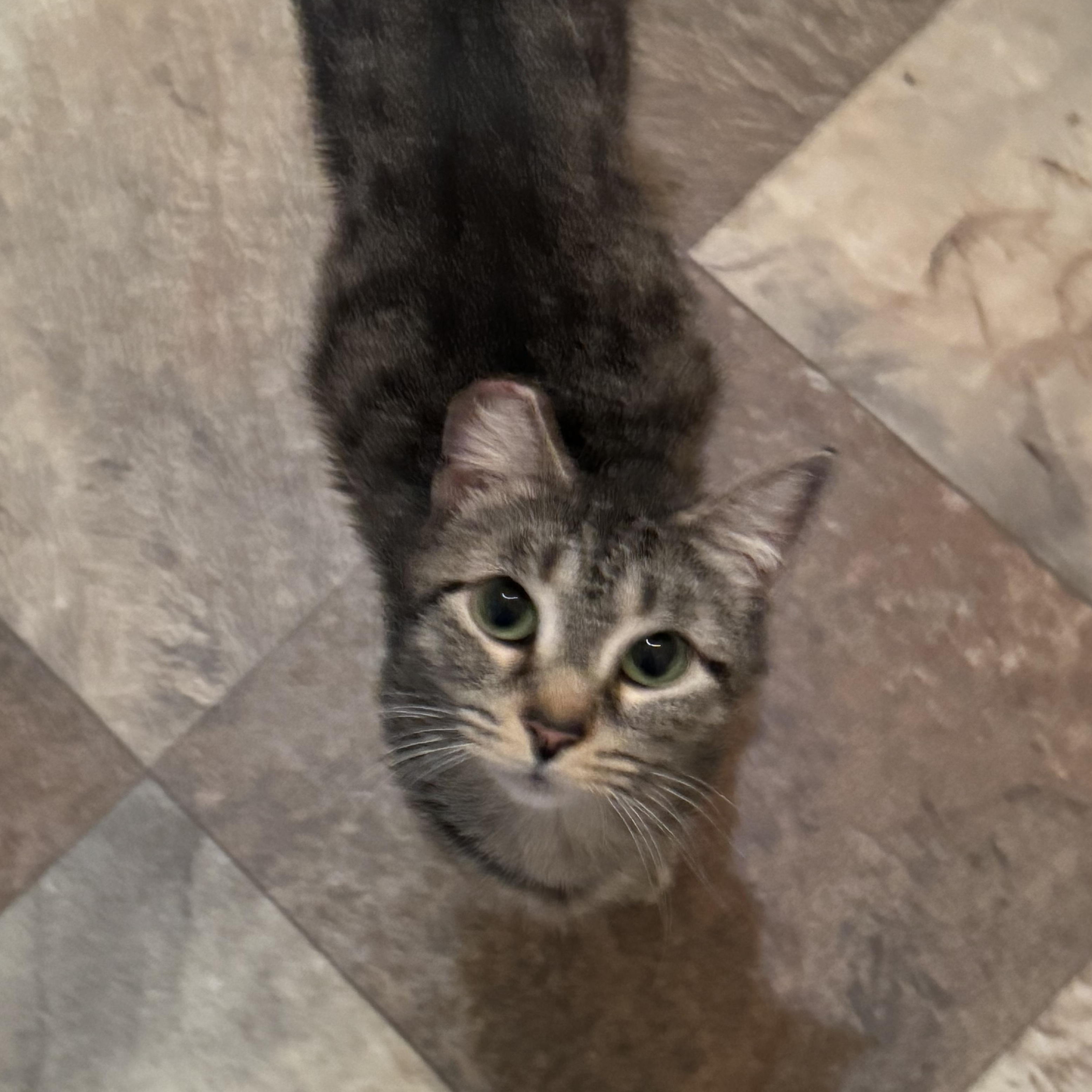 Enlarge Gracie, a Adoptable Domestic Short Hair in North Tonawanda, NY image 4/6