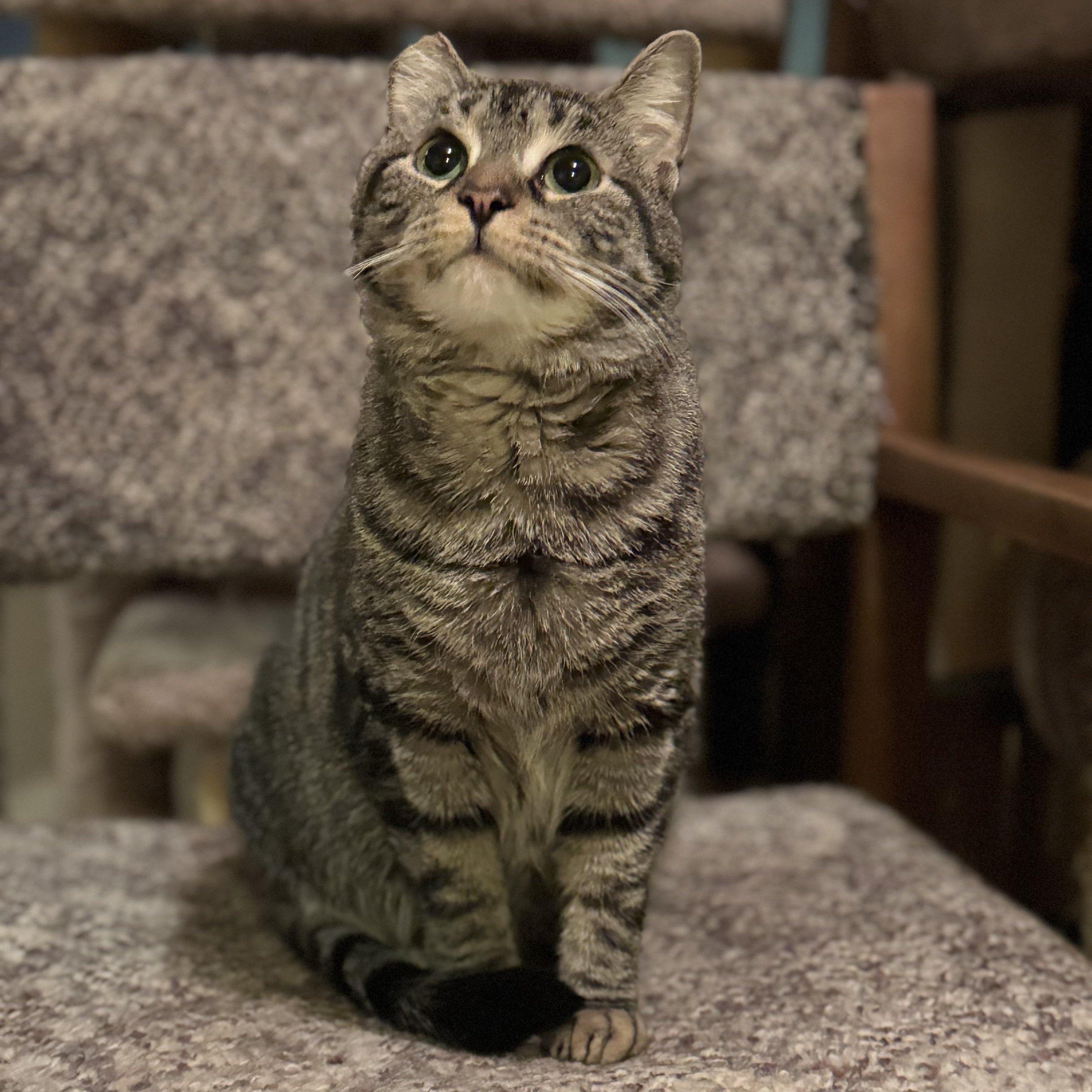 Enlarge Gracie, a Adoptable Domestic Short Hair in North Tonawanda, NY image 1/6