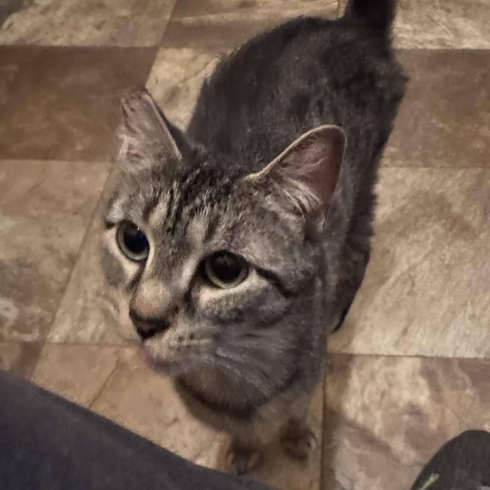 Enlarge Gracie, a Adoptable Domestic Short Hair in North Tonawanda, NY image 6/6