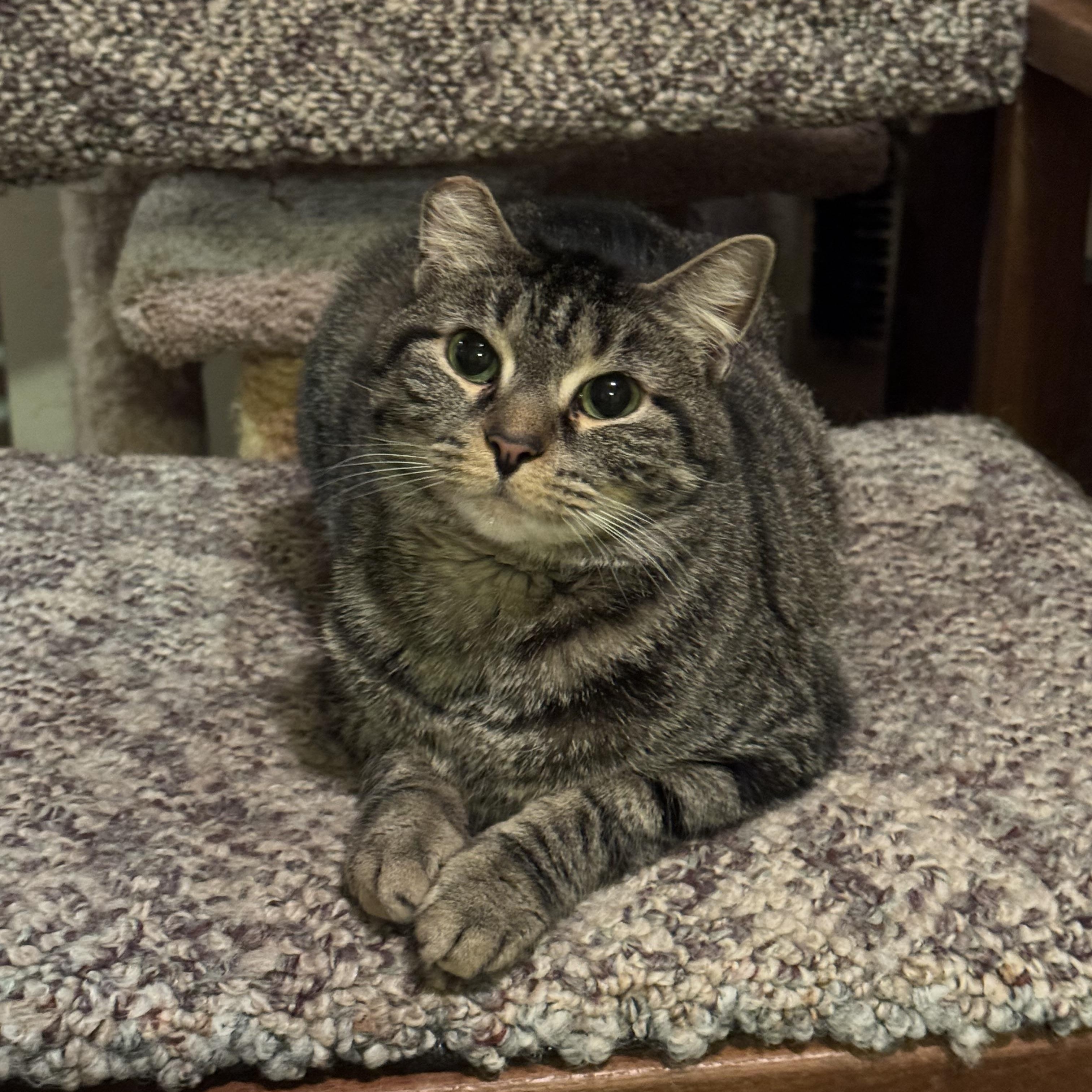 Enlarge Gracie, a Adoptable Domestic Short Hair in North Tonawanda, NY image 3/6