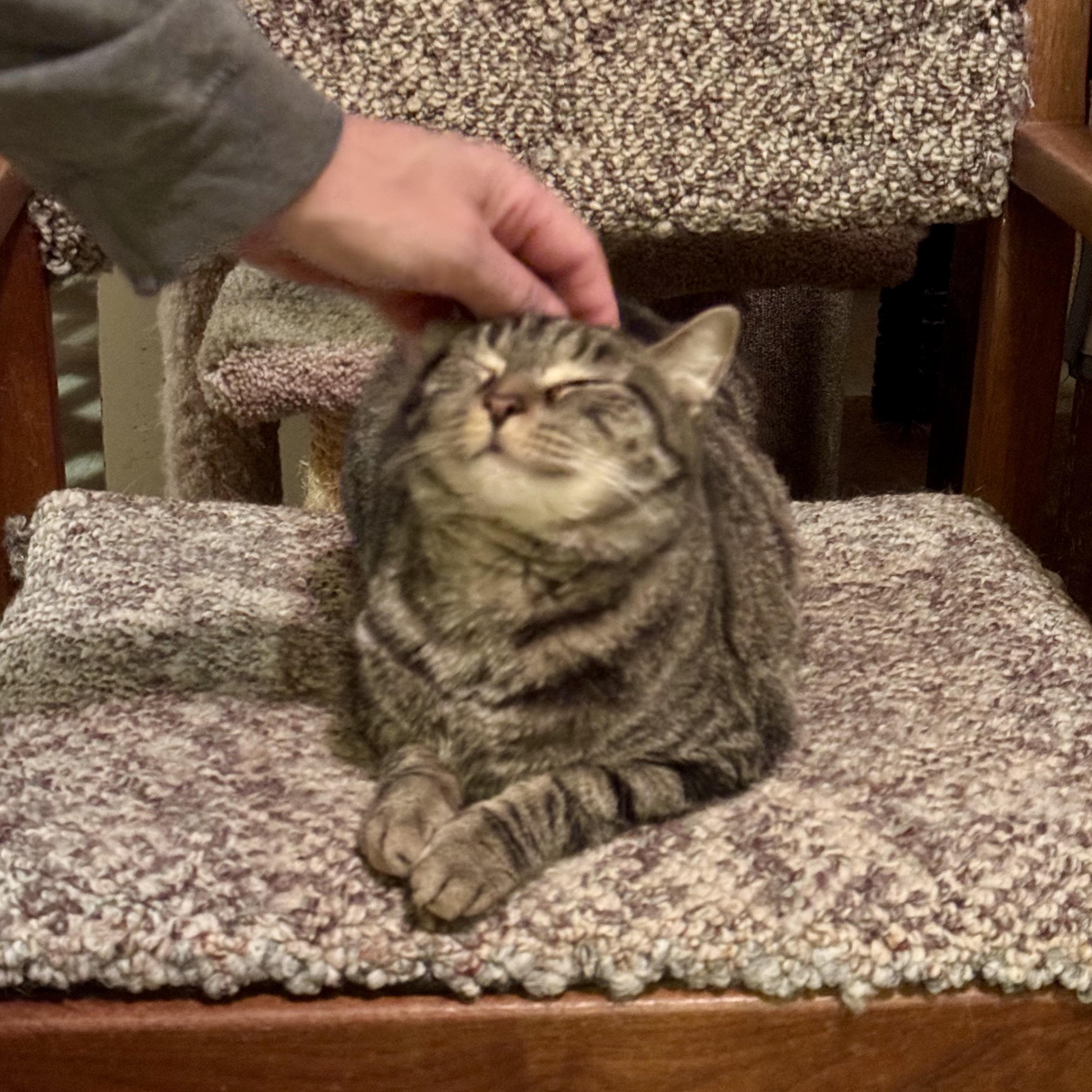 Enlarge Gracie, a Adoptable Domestic Short Hair in North Tonawanda, NY image 2/6