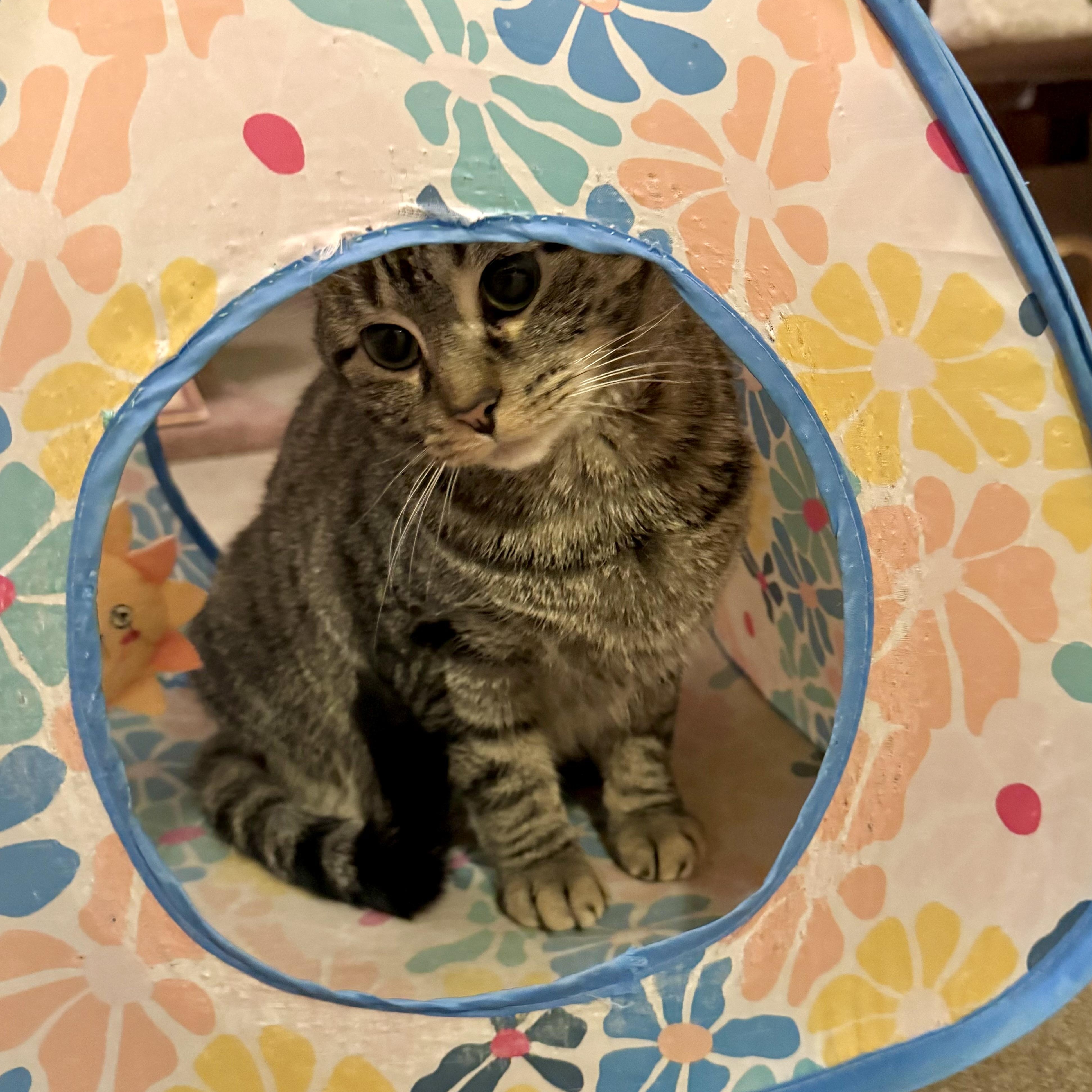 Enlarge Gracie, a Adoptable Domestic Short Hair in North Tonawanda, NY image 4/6