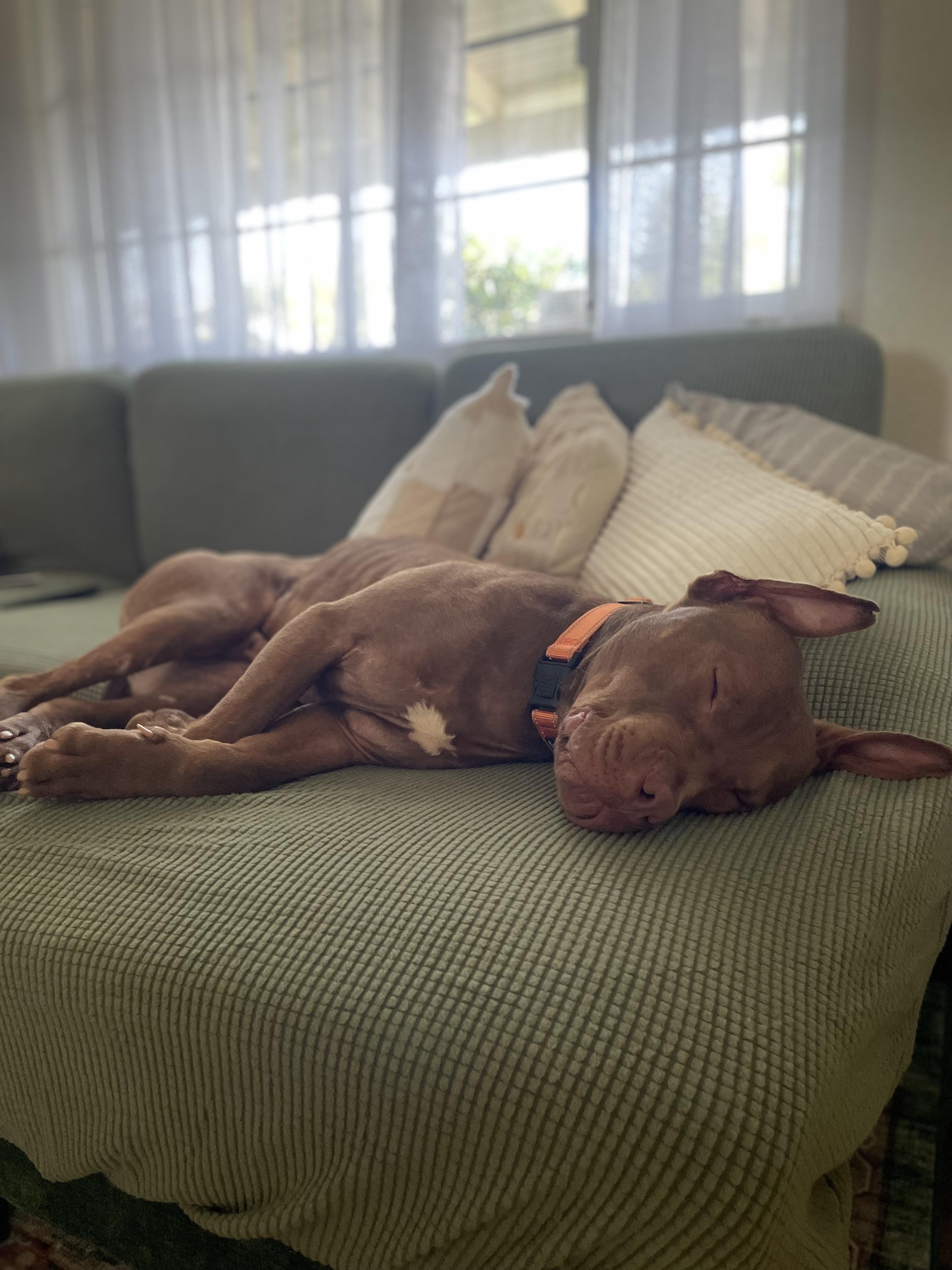 Fillmore, Adopted, Young Male Pit Bull Terrier.
