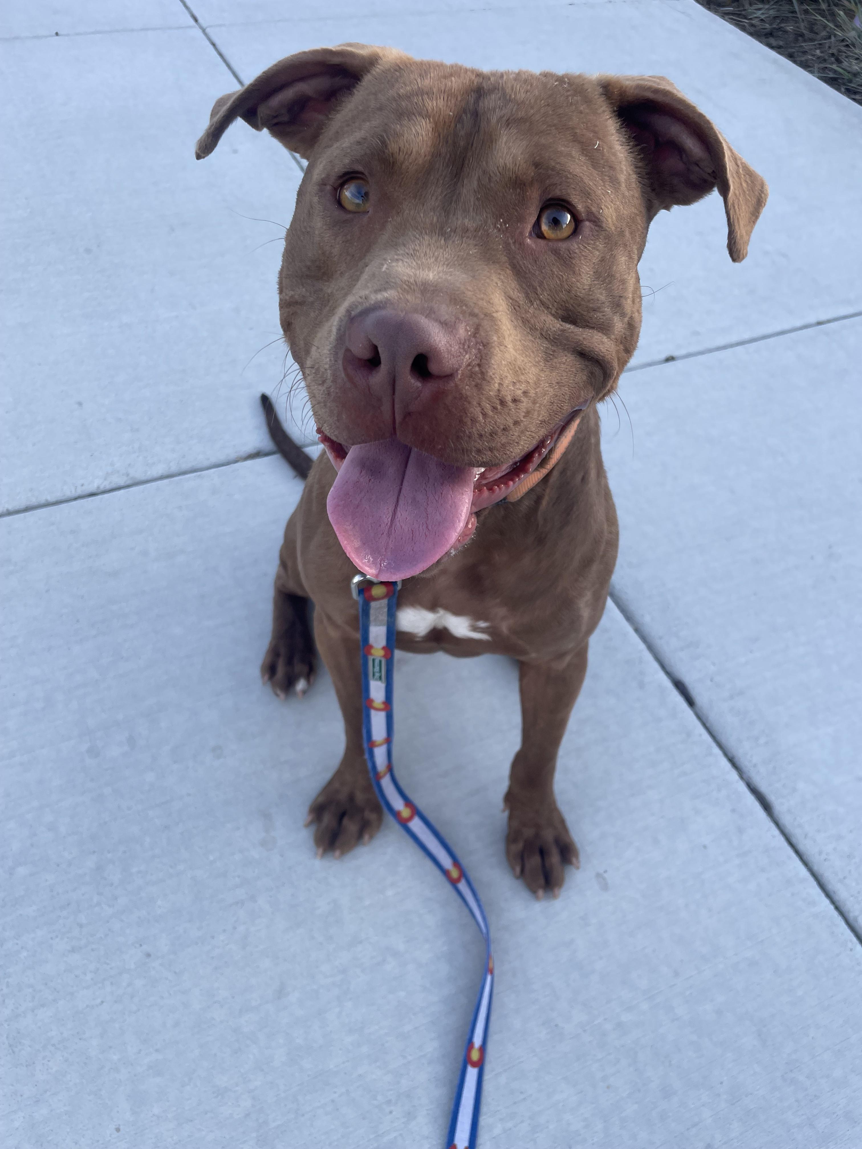 Fillmore, a Adopted mixed breed in Tracy, CA image 2/6