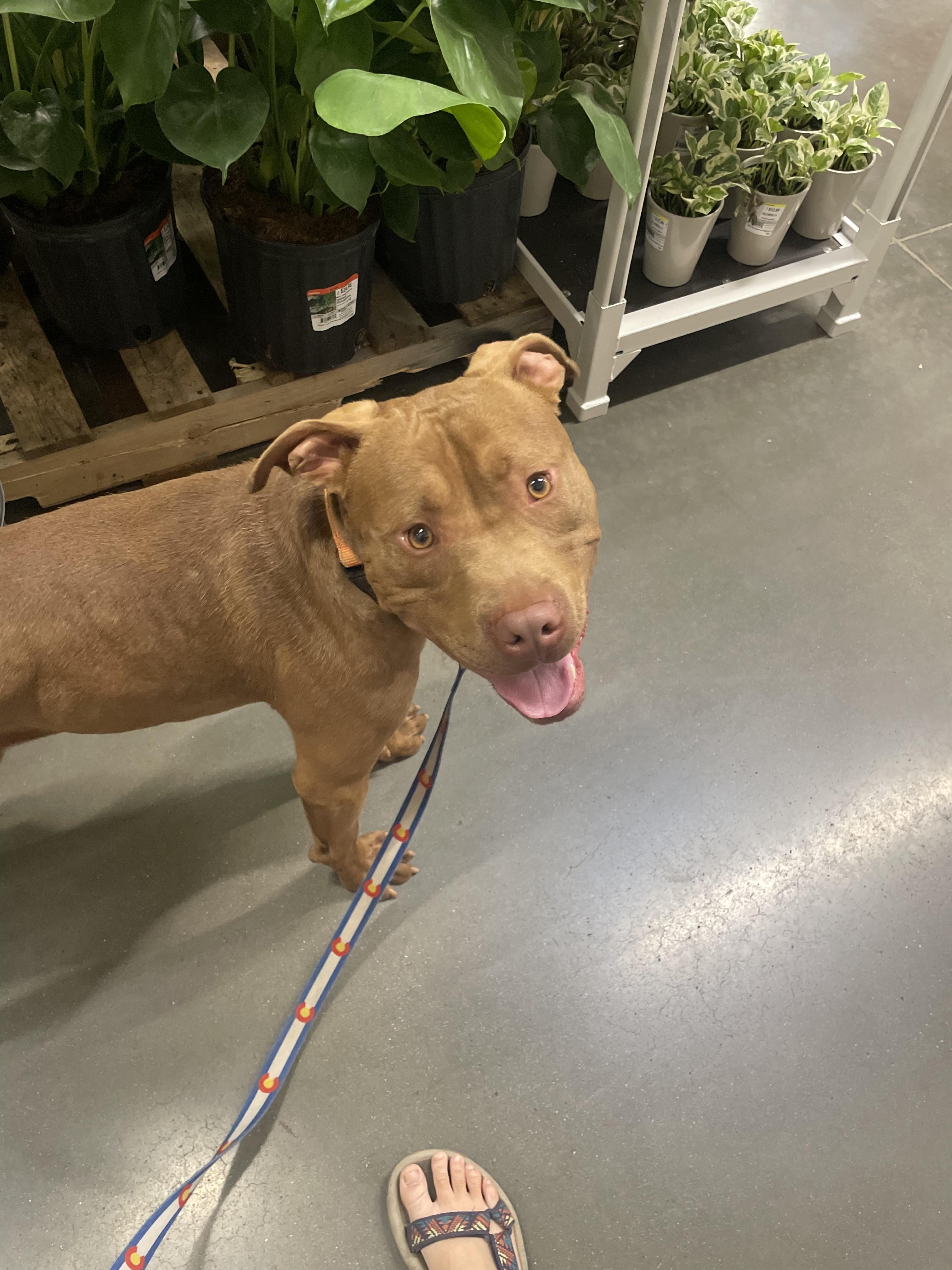 Fillmore, a Adopted mixed breed in Tracy, CA image 3/6