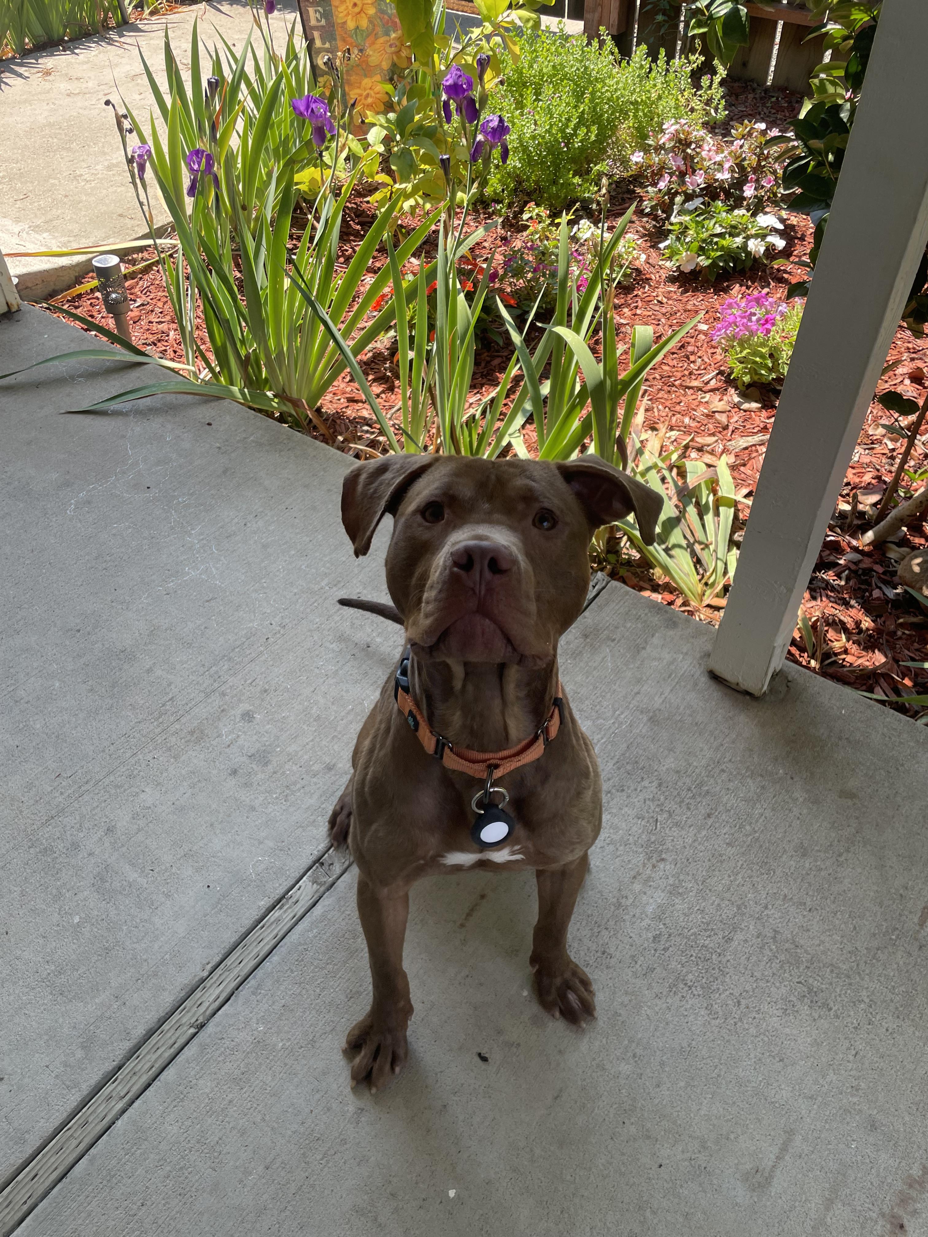 Fillmore, a Adopted mixed breed in Tracy, CA image 4/6
