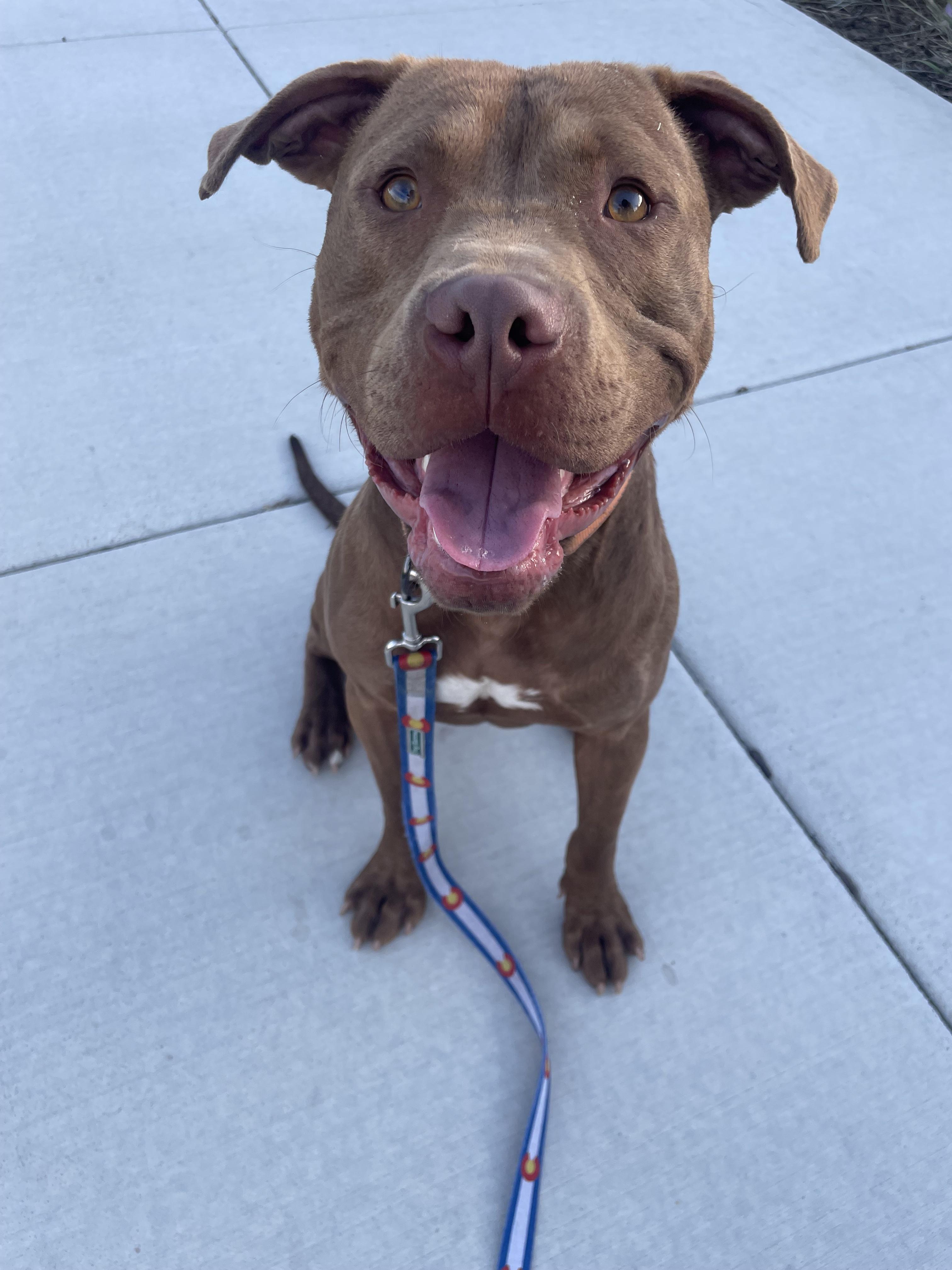 Fillmore, a Adopted mixed breed in Tracy, CA image 5/6