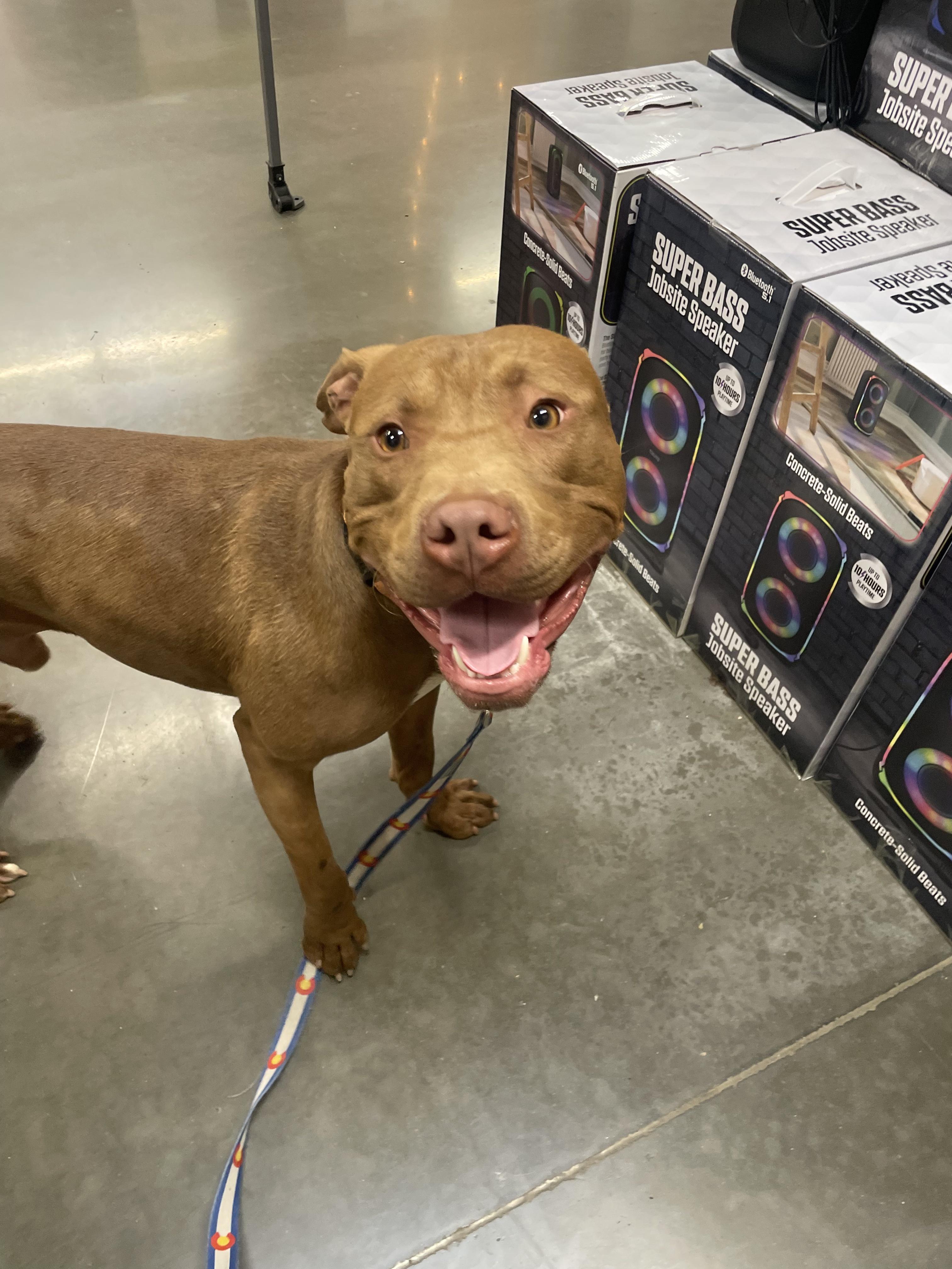 Fillmore, a Adopted mixed breed in Tracy, CA image 6/6