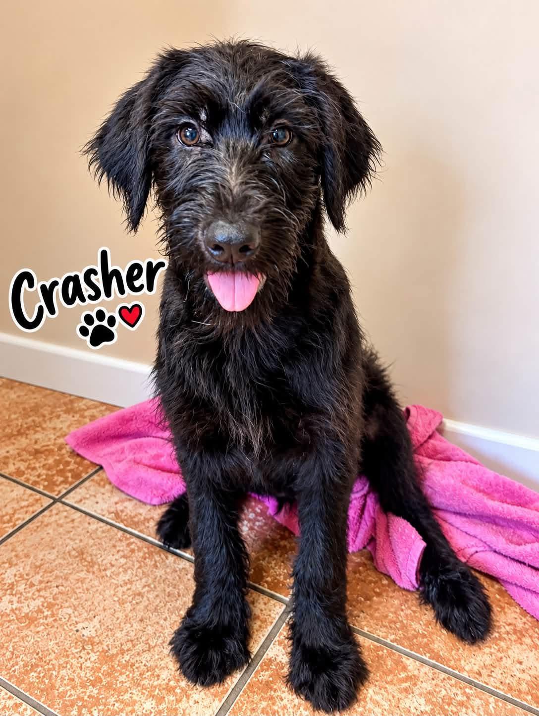 Enlarge Crasher, a Adopted mixed breed in Rock Hill, NY image 1/1