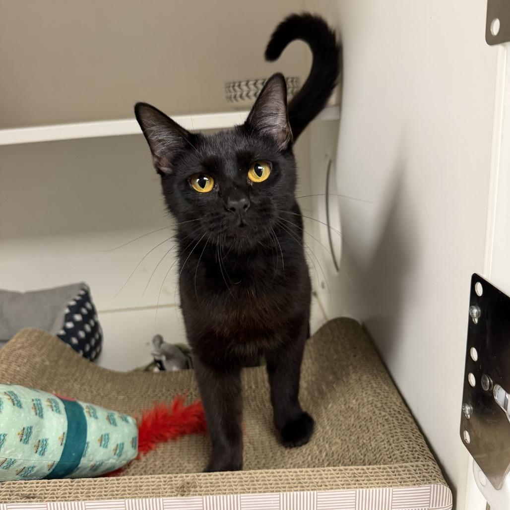 Diana, Adoptable, Young Female Domestic Short Hair.