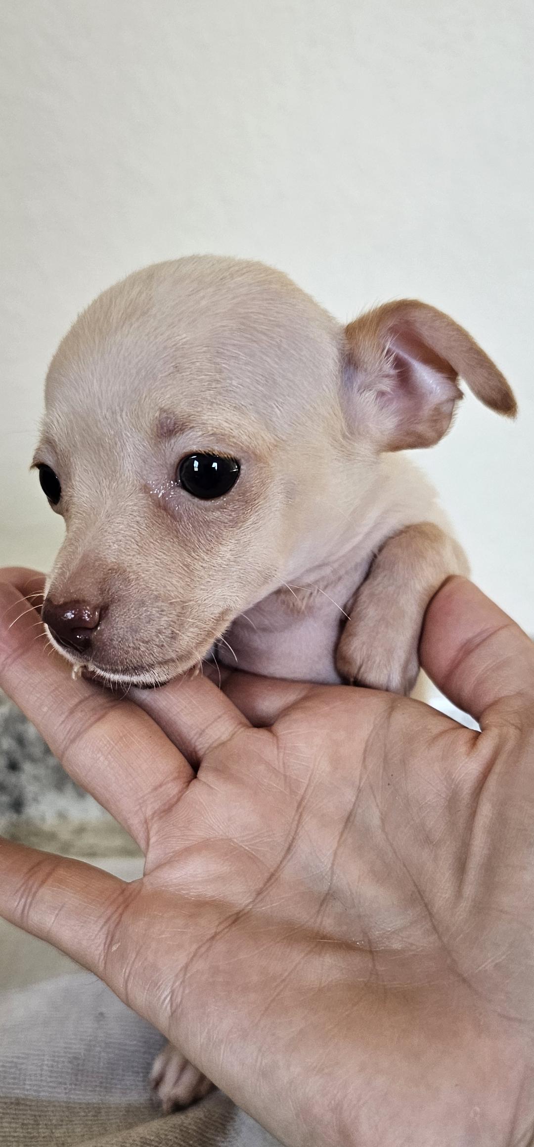 Bebe