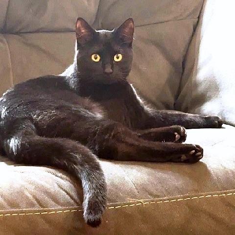 Enlarge Nyx, an adopted Domestic Short Hair in Salt Lake City, UT image 2/3