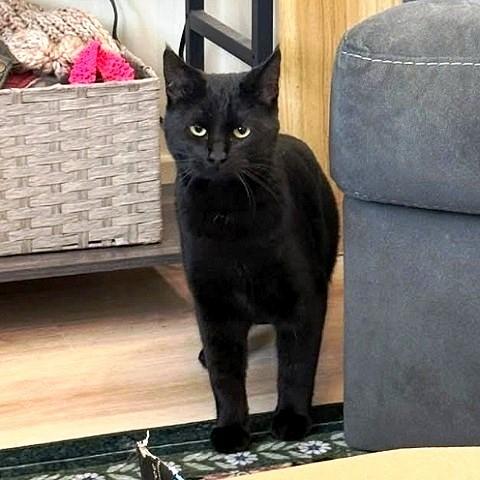 Nyx, adopted, Young Female Domestic Short Hair.