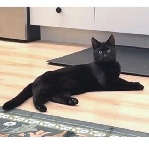 Enlarge Nyx, an adopted Domestic Short Hair in Salt Lake City, UT image 3/3