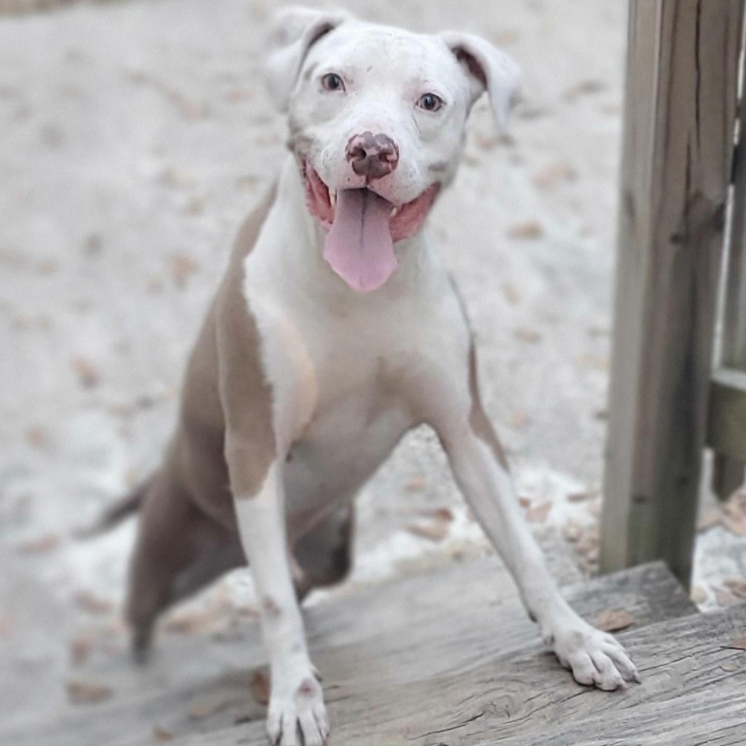 Enlarge Marley, a Adoptable Pit Bull Terrier in Jacksonville, FL image 3/6