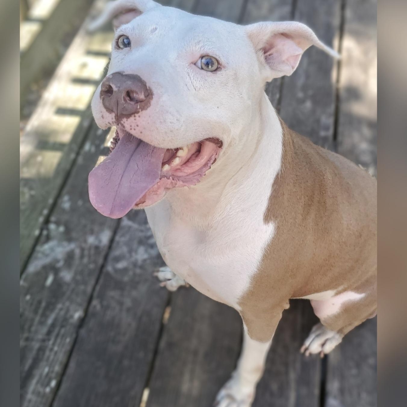 Enlarge Marley, a Adoptable Pit Bull Terrier in Jacksonville, FL image 3/6