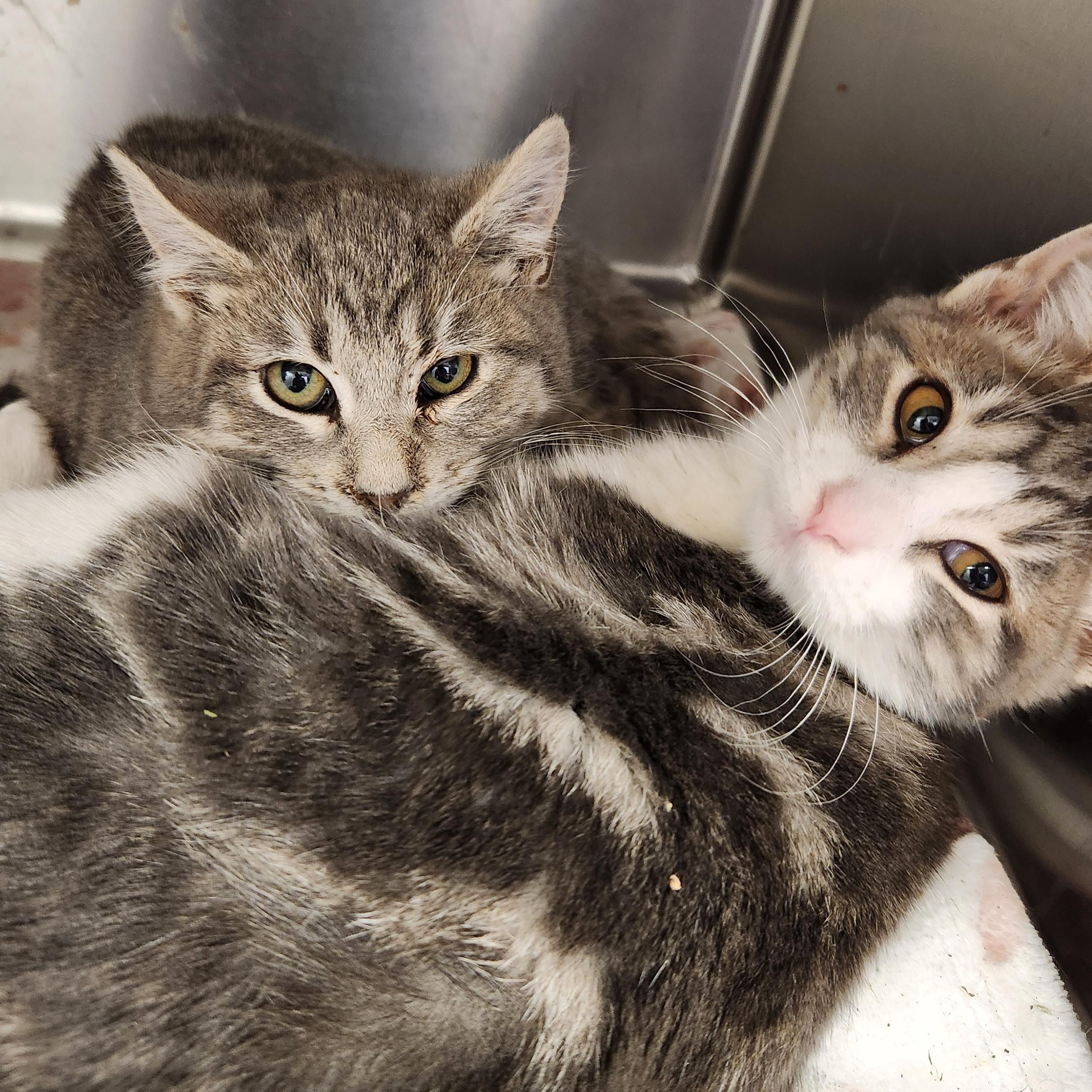 Enlarge Doc, a Adoptable Domestic Short Hair in Liberty, MO image 2/2