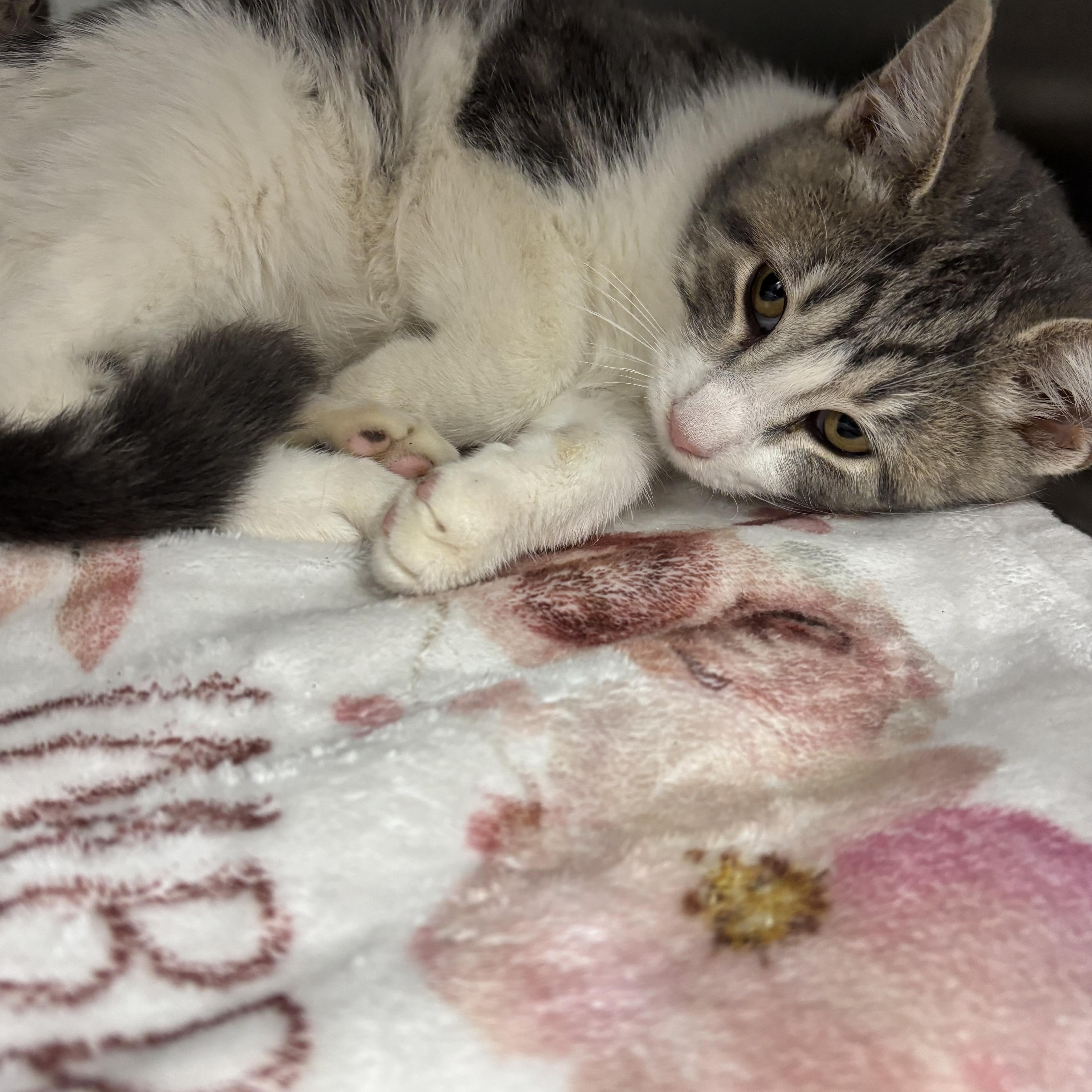 Doc, Adoptable, Kitten Male Domestic Short Hair.