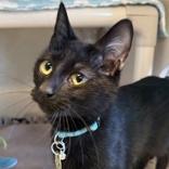 Enlarge Tonya, an adopted Domestic Short Hair in Lansing, MI image 1/1