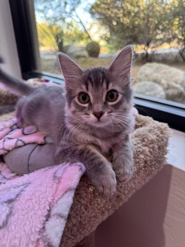 Jack, a Adopted Domestic Medium Hair in Tucson, AZ image 1/2