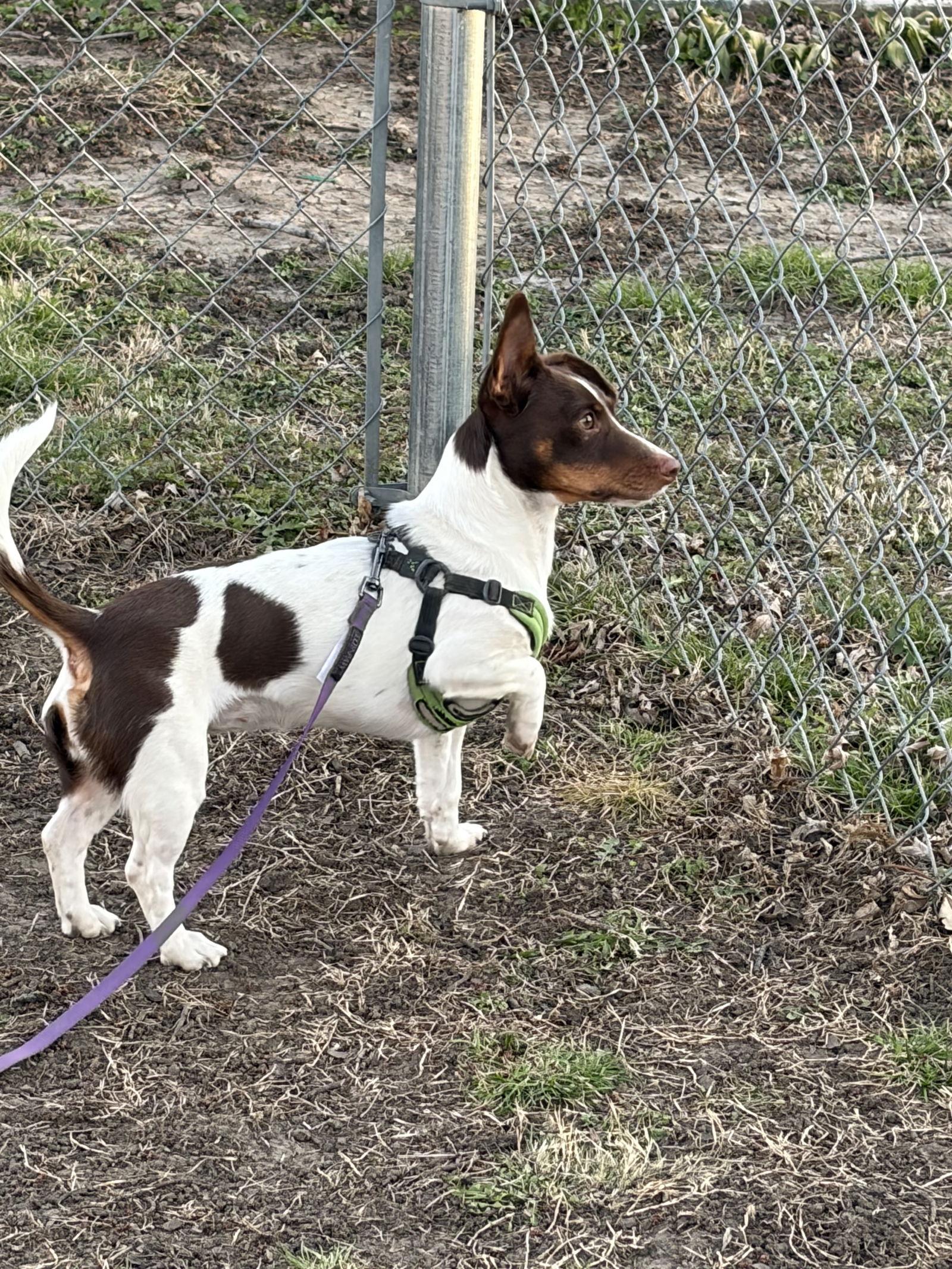 Mika, Adoptable, Adult Female Dachshund & Terrier.