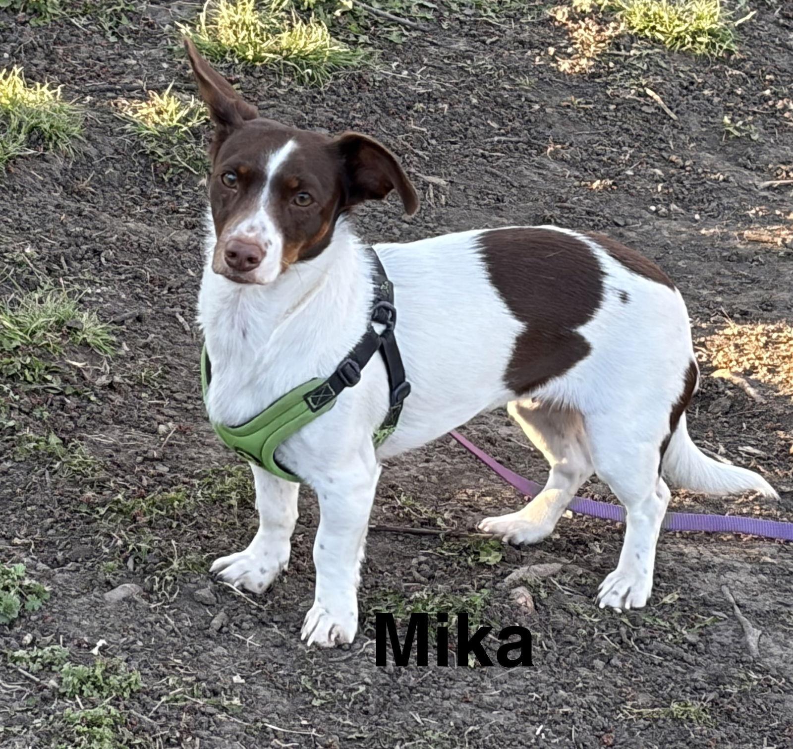 Enlarge Mika, a Adoptable mixed breed in Topeka, KS image 2/2