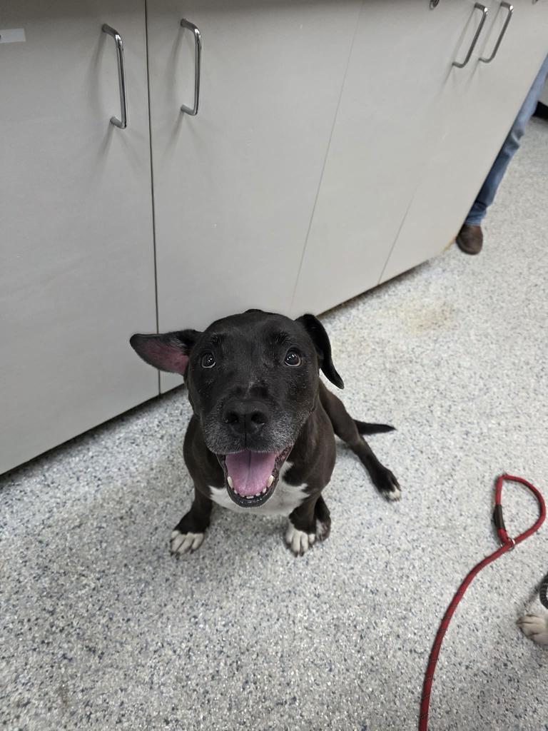 Twizzler, Adoptable, Adult Female Pit Bull Terrier.