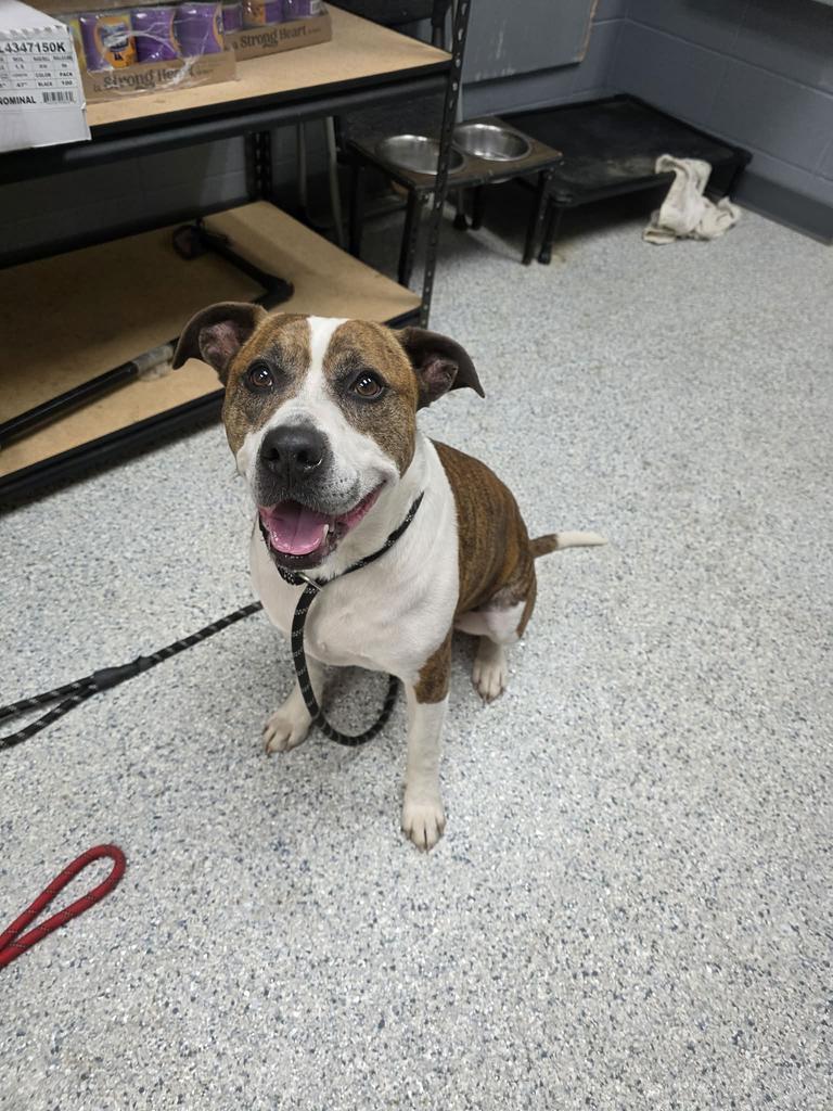 Enlarge Twizzler, a Adoptable Pit Bull Terrier in Livingston, LA image 2/3