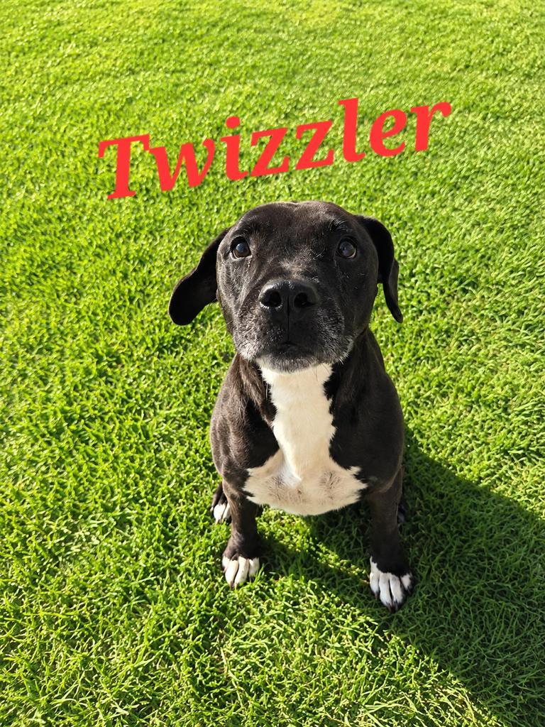 Enlarge Twizzler, a Adoptable Pit Bull Terrier in Livingston, LA image 3/3