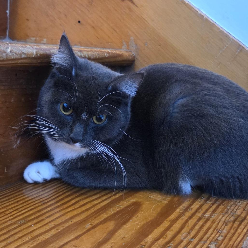 Mittens, Adoptable, Young Female Domestic Short Hair.
