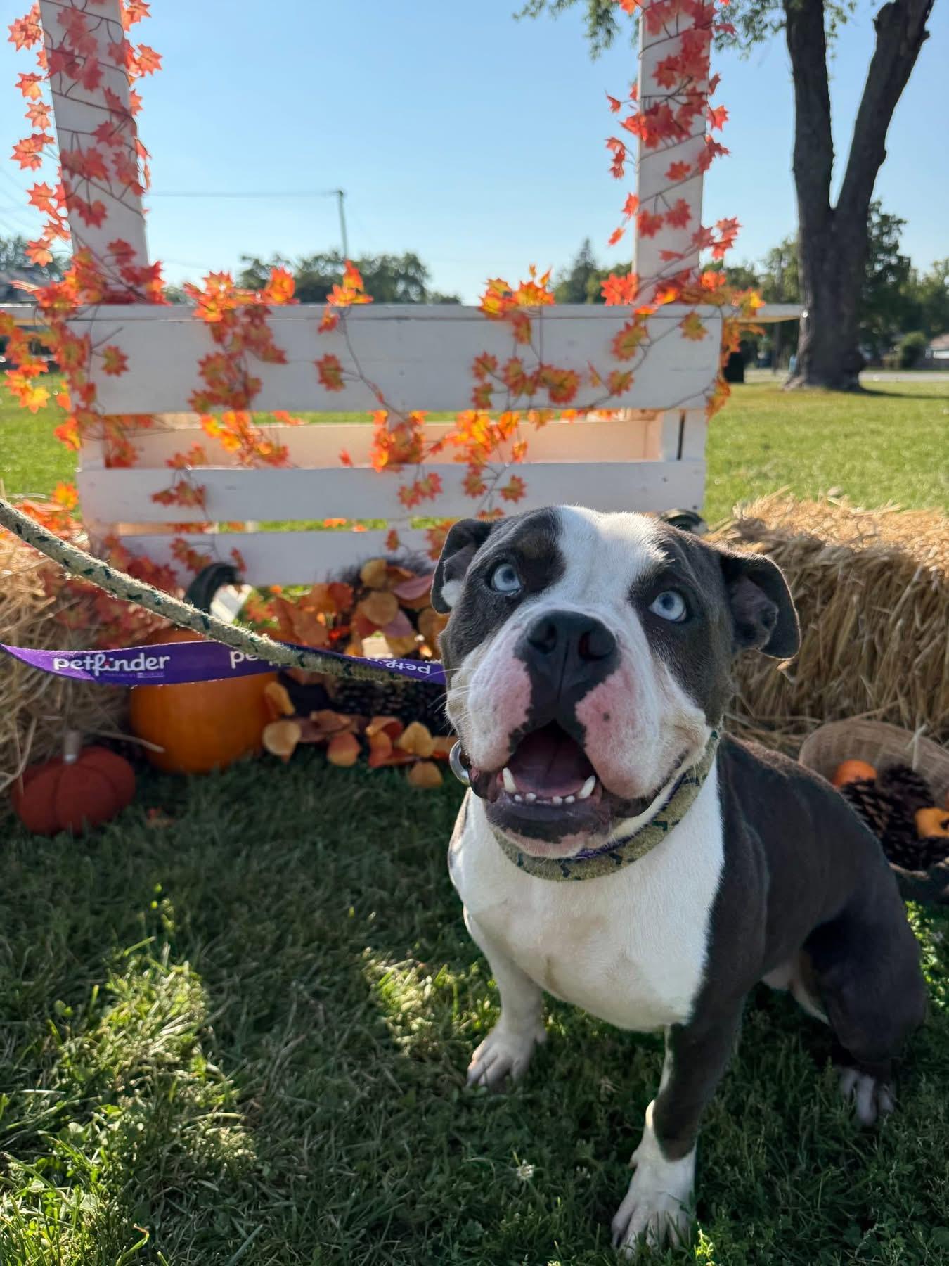 Stormy, a Adoptable mixed breed in Steger, IL image 1/6