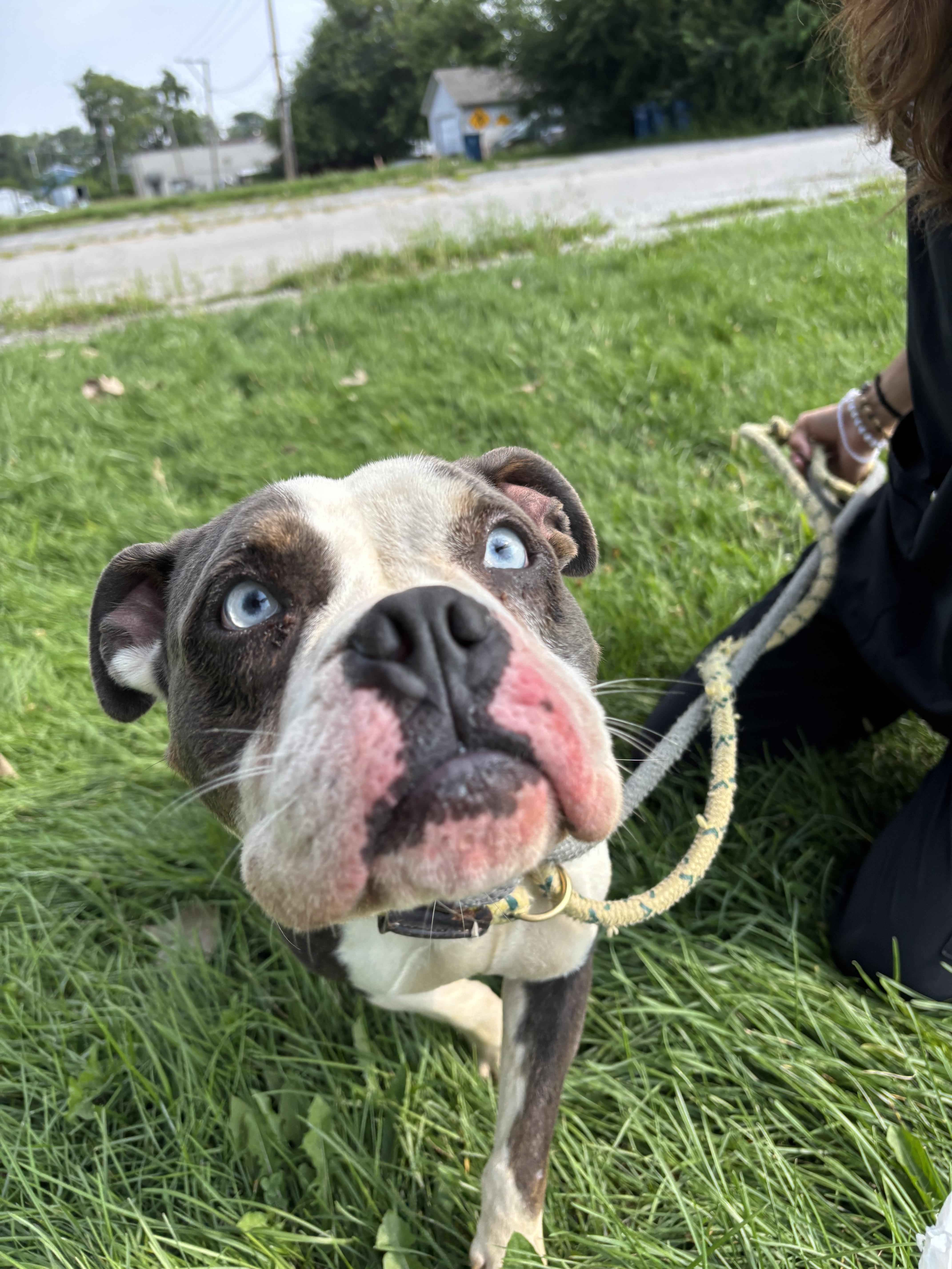 Stormy, a Adoptable mixed breed in Steger, IL image 2/6