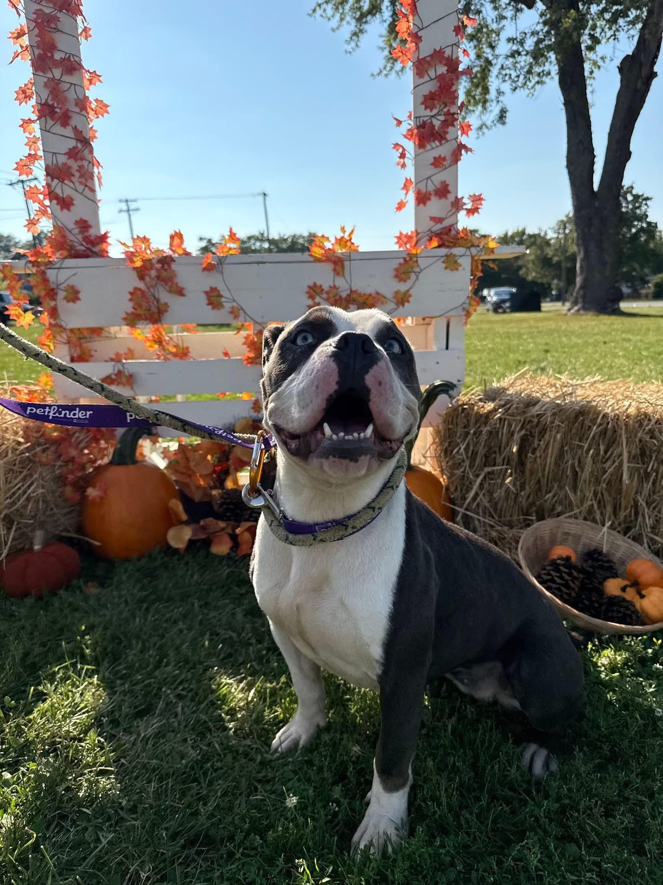 Stormy, a Adoptable mixed breed in Steger, IL image 3/6
