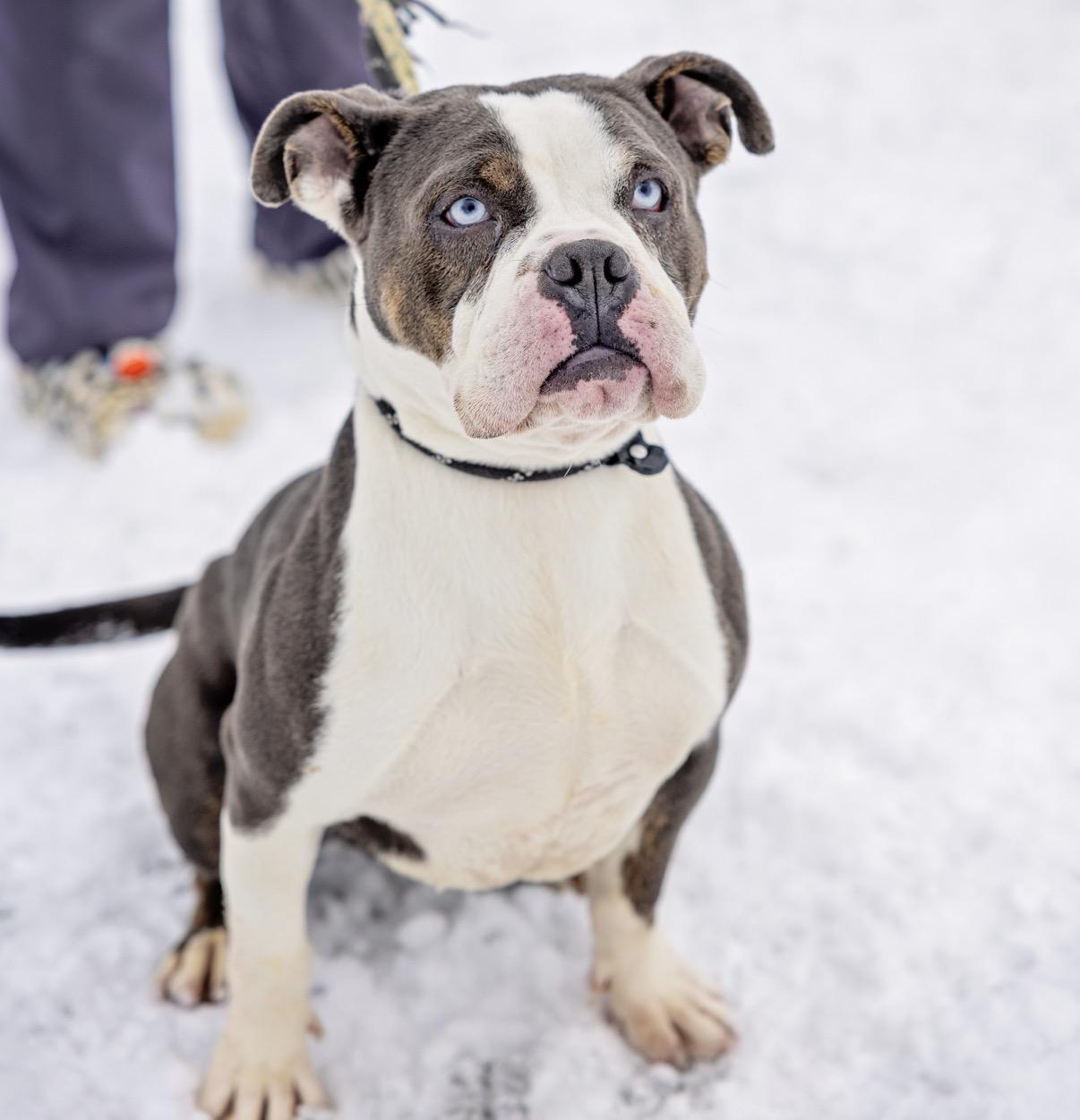Stormy, Adoptable, Adult Female Bulldog & Pit Bull Terrier.