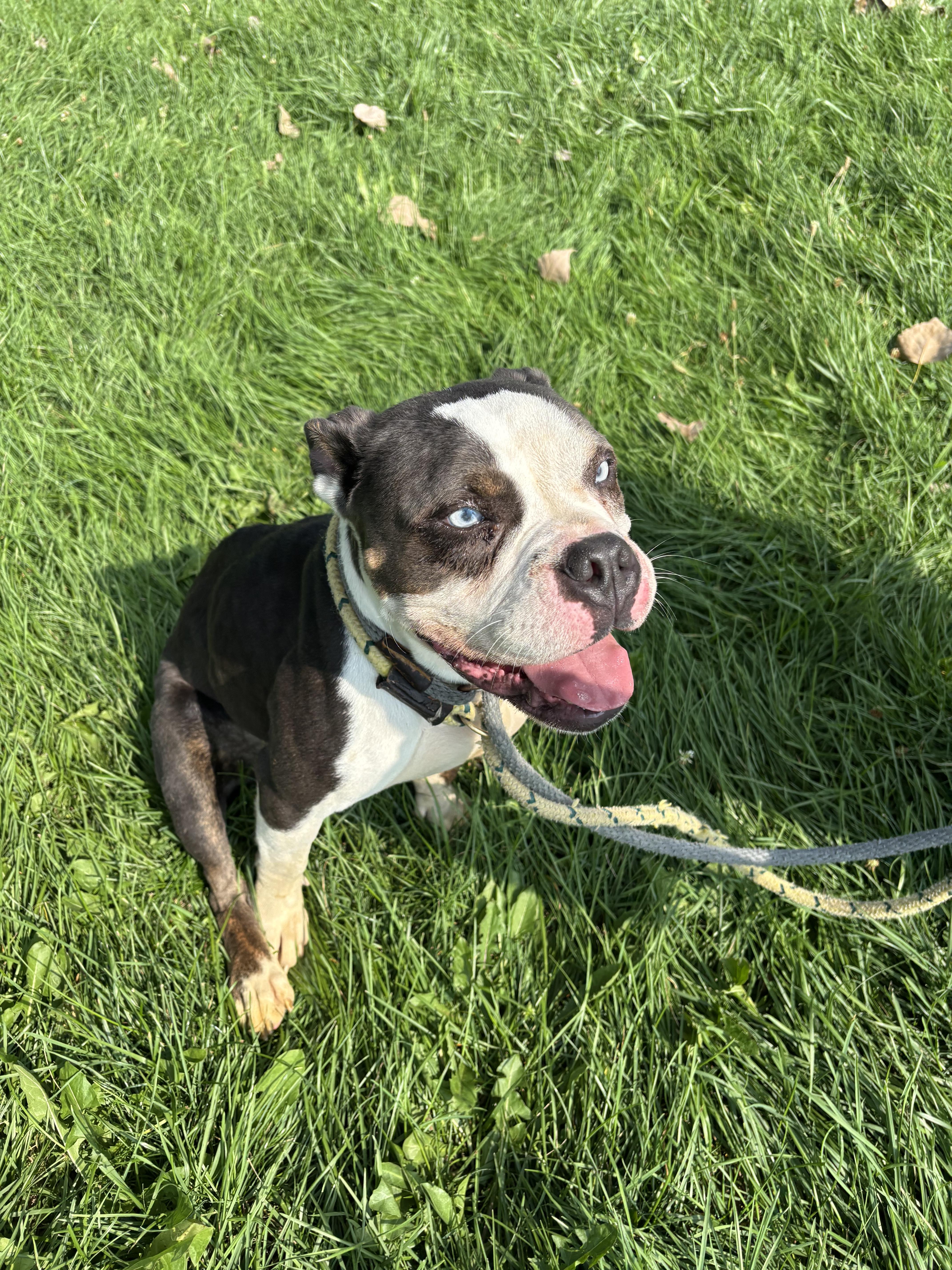 Stormy, a Adoptable mixed breed in Steger, IL image 4/6