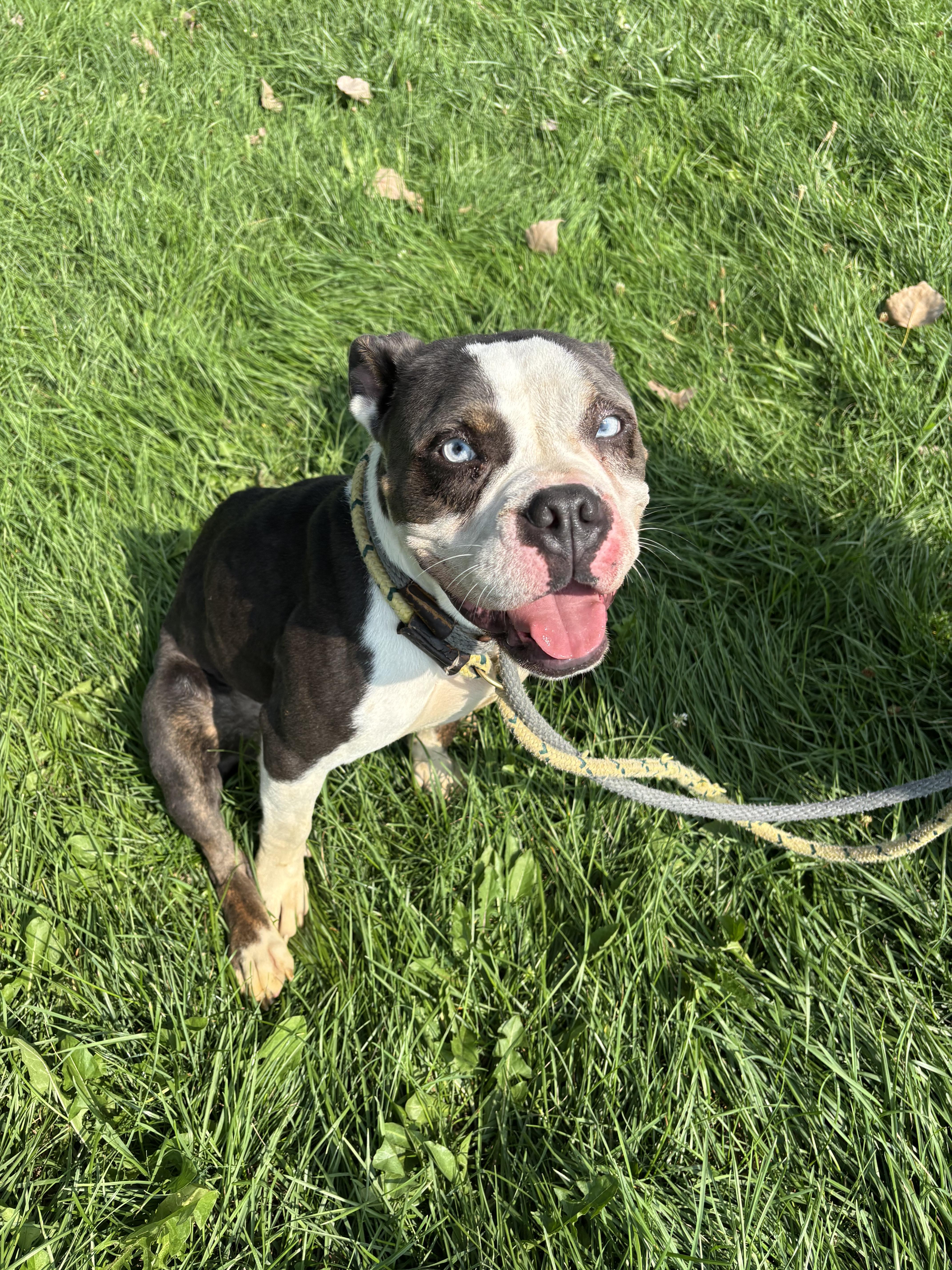 Stormy, a Adoptable mixed breed in Steger, IL image 5/6