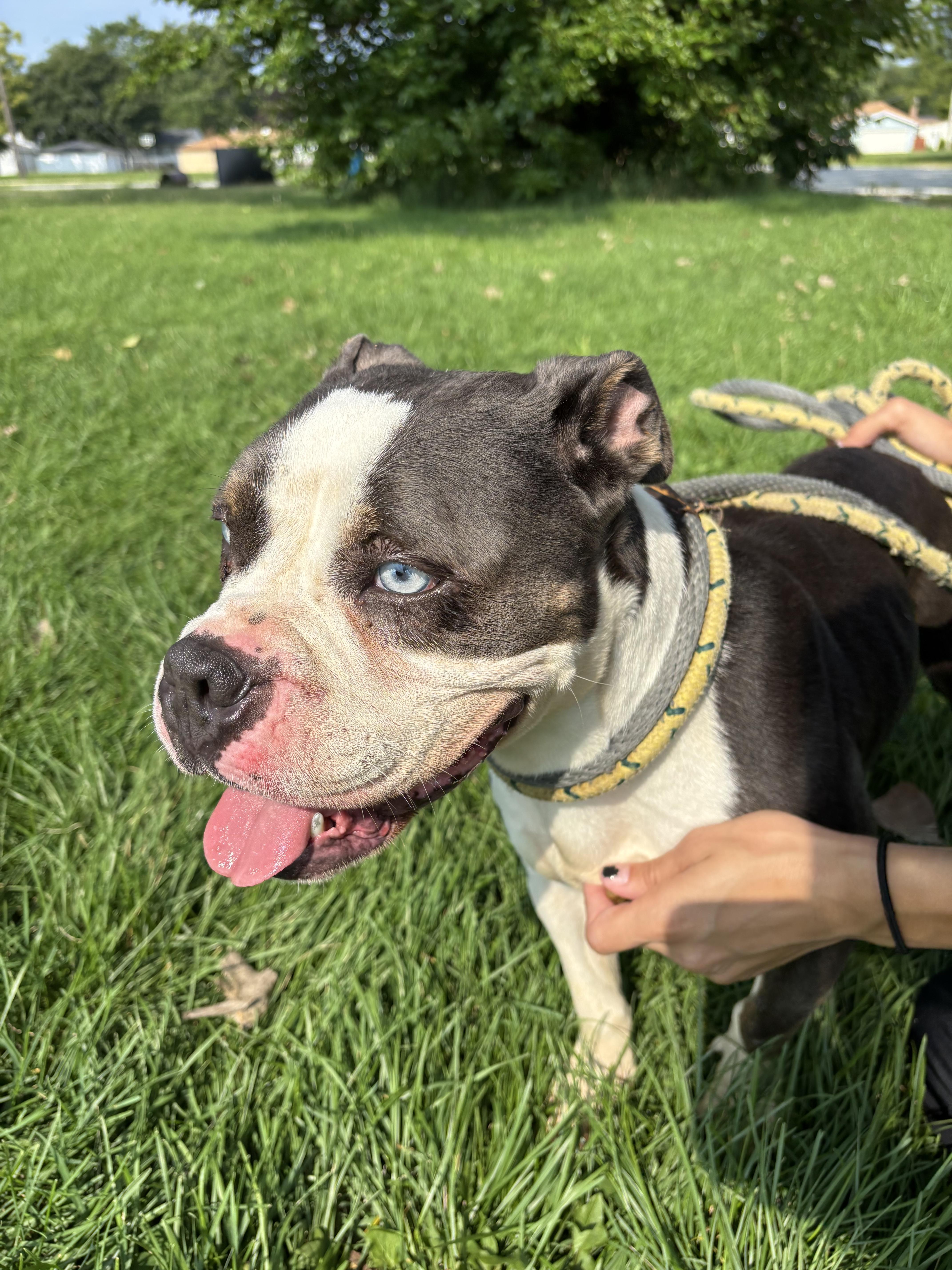 Stormy, a Adoptable mixed breed in Steger, IL image 6/6